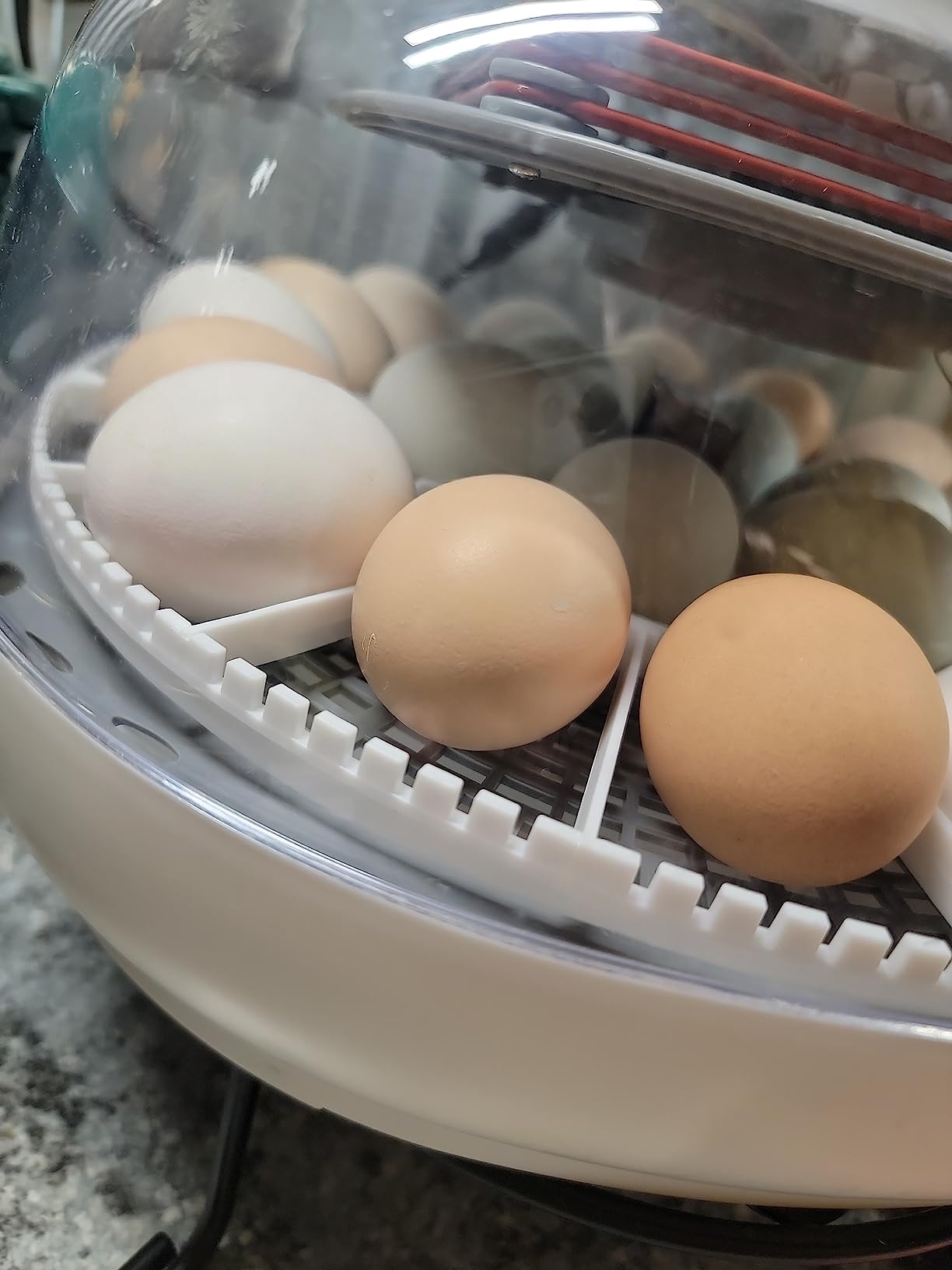 Harris Farms Nurture Right Egg Incubator with Auto Turner, Holds 22 Eggs | Holds 12-22 Eggs, Automatic Egg Turner, Temperature & Humidity Control, 360° Viewing Window, Ideal for Hatching Chicks customer photo 1