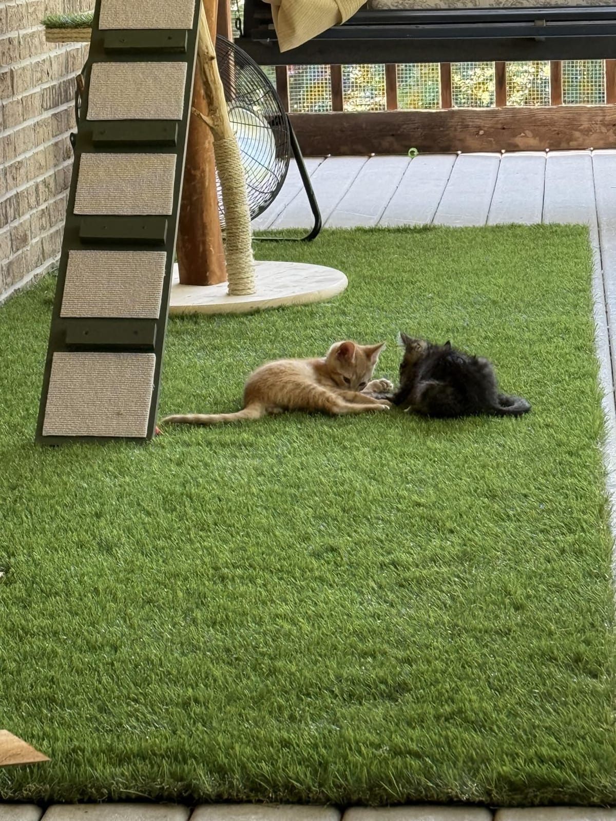 Petgrow Artificial Grass Rug 6.5 FT x10 FT (65 Square FT), Realistic Indoor Outdoor Garden Lawn Landscape Patio Synthetic Turf Mat - Thick Fake Faux Grass | Custom Size Turf /SGS Report, 1.38 Inch Pile Height customer photo 1