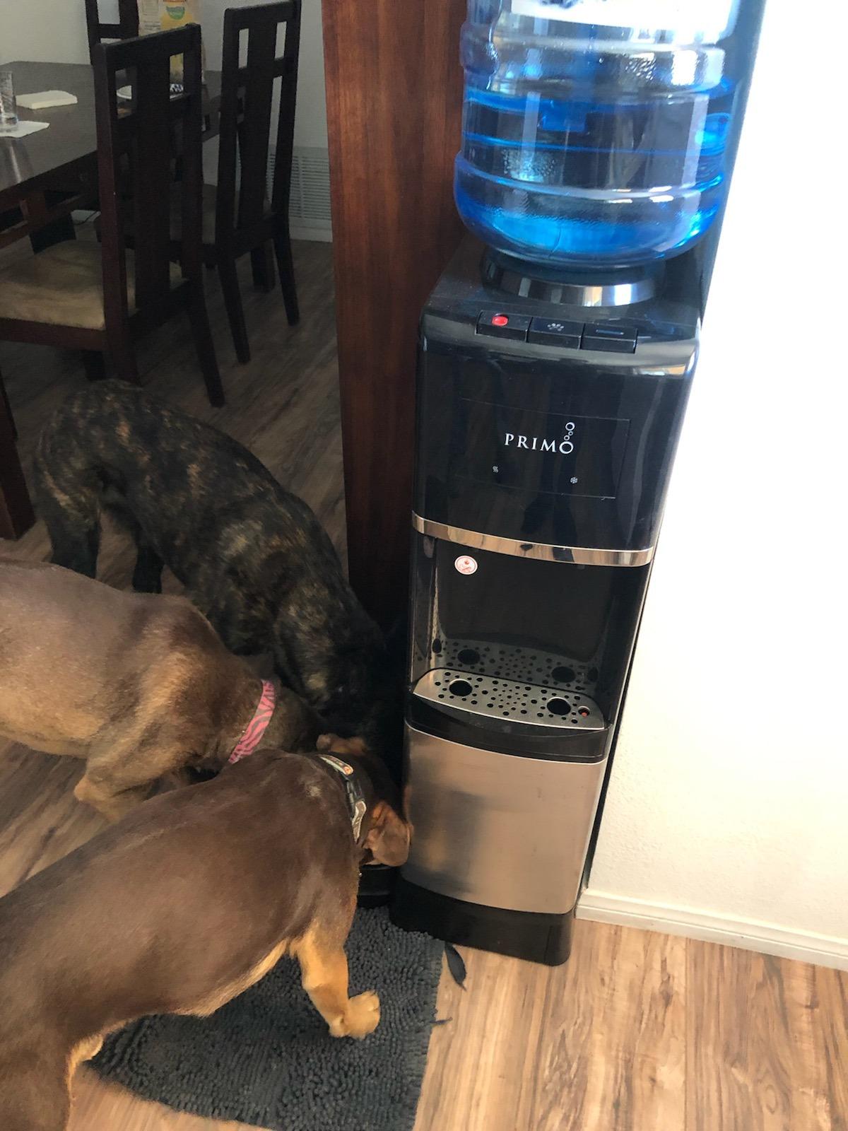 Primo Water Dispenser for 5 Gallon Bottle with Pet Drinking Station - Hot & Cold Top Loading Water Cooler Machine customer photo 2