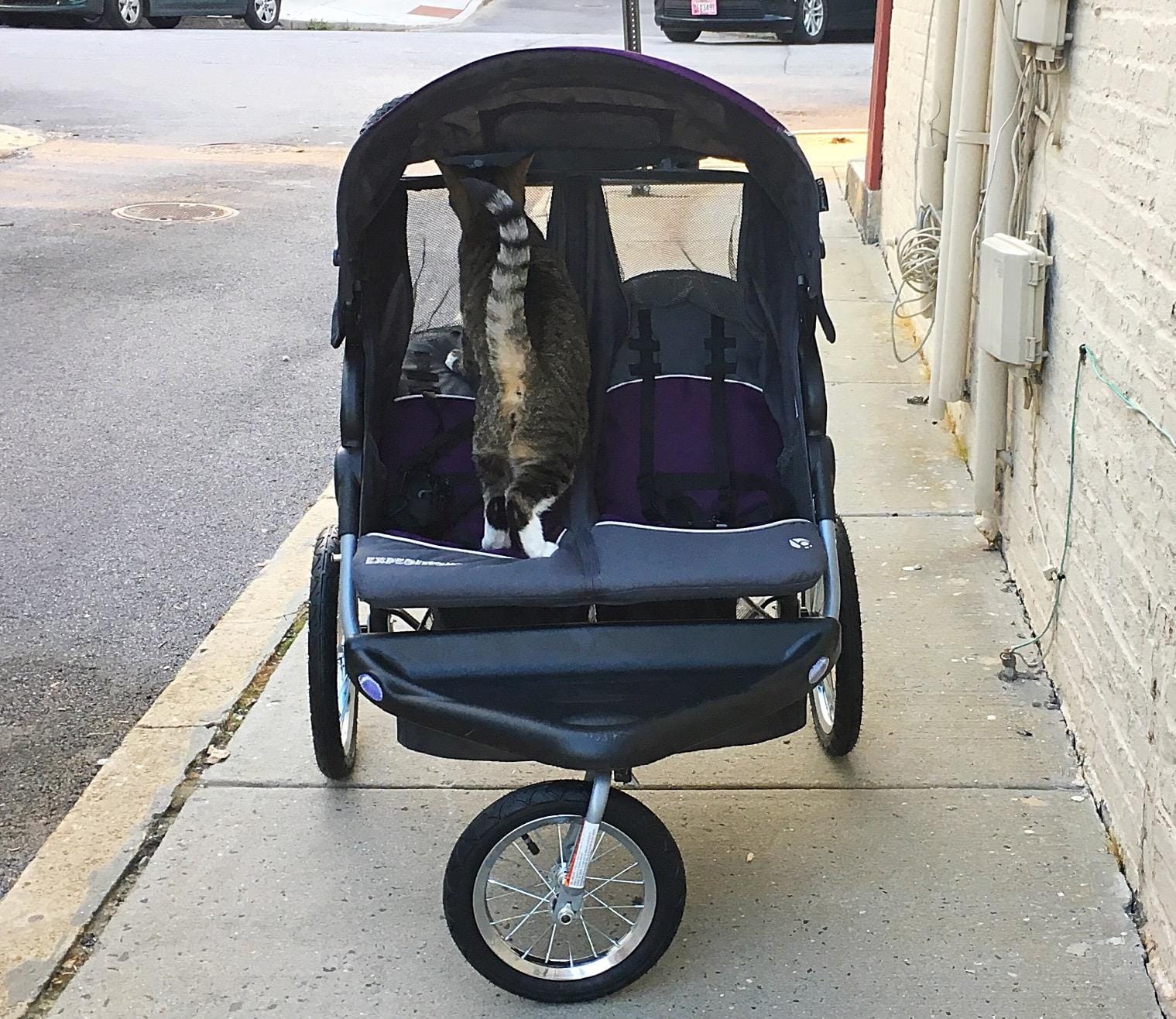 Baby Trend Expedition Double Jogger Stroller, Griffin customer photo 2