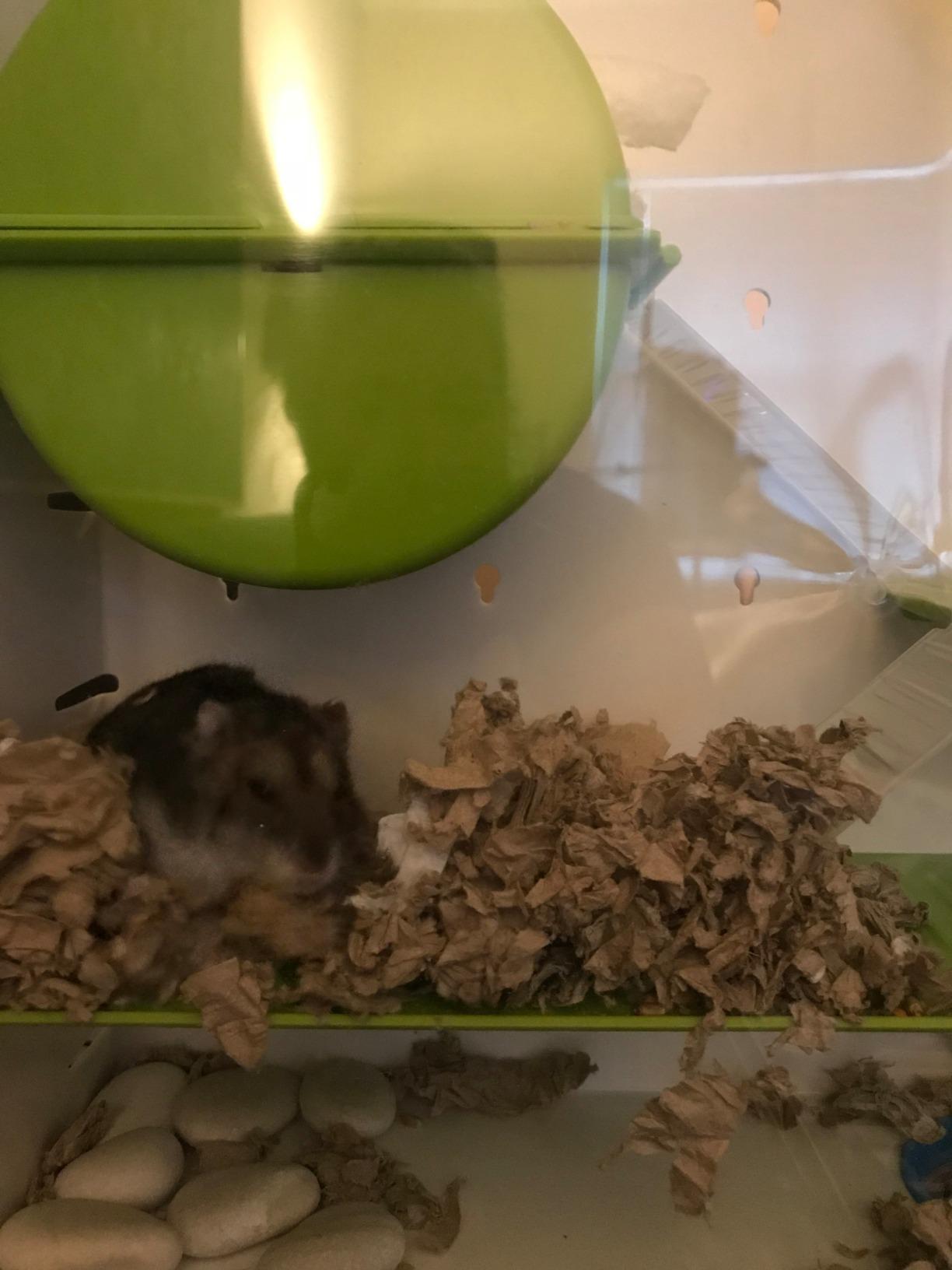 MidWest Homes for Pets Hamster Cage | Awesome Arcade Hamster Home (White) | 18.11 x 11.61 x 21.26 Inch customer photo 1
