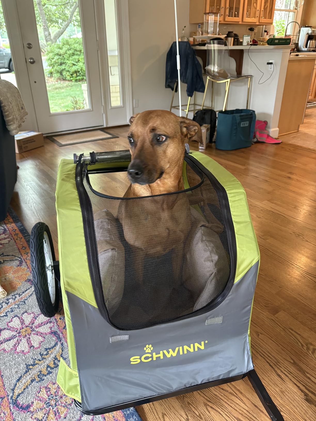 Schwinn Rascal Plus Pet Trailer, Holds Pets Up To 100 lb, Universal Coupler, Folding Frame, Quick-Release Wheels, Rear Doggy Door, Built-In Leash, Washable Liner, Bug Screen customer photo 2