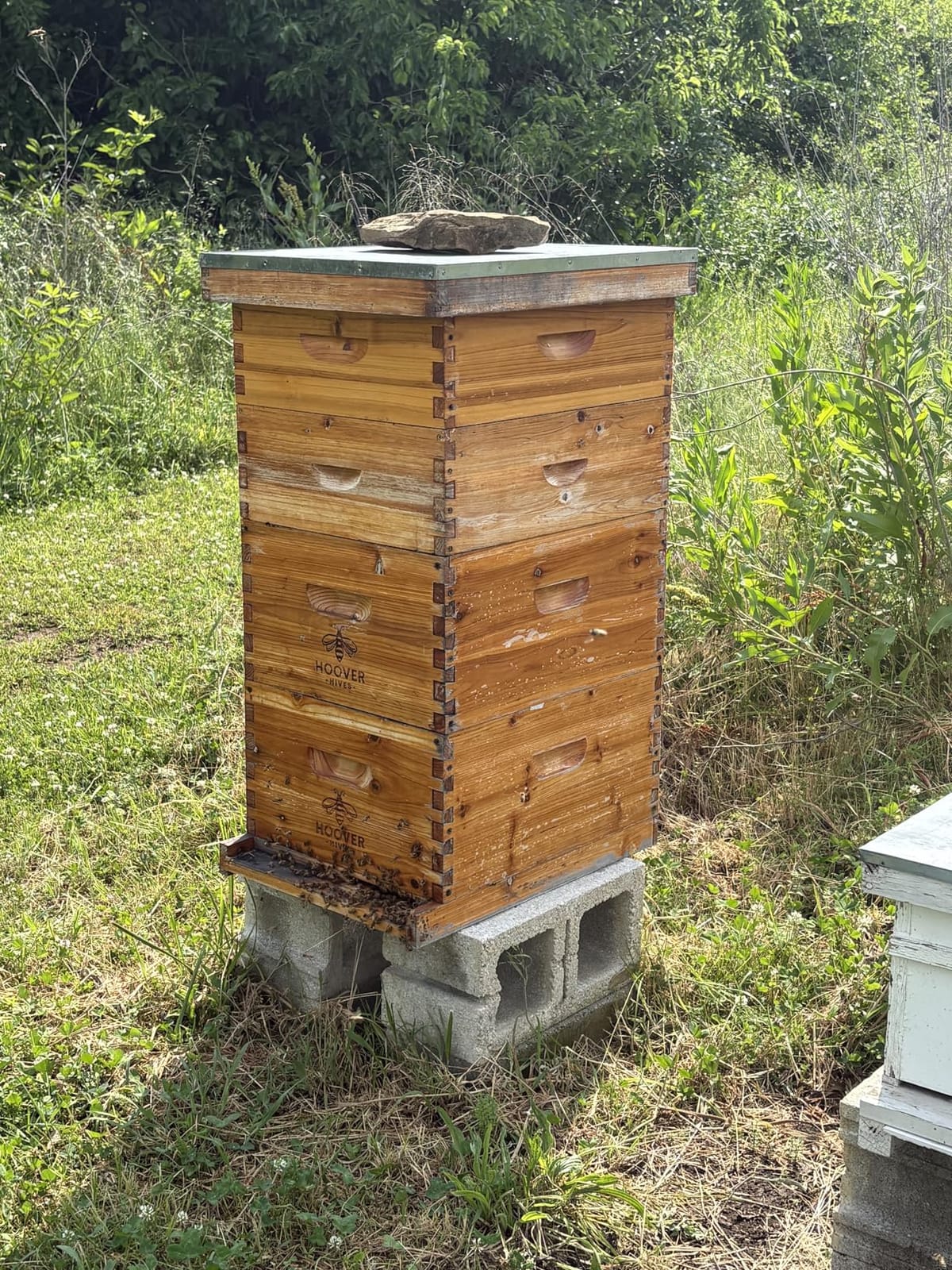 Hoover Hives: The Original Beeswax Coated Beehive Kit. Includes 2 Deep & 1 Medium Boxes with 10 Wooden Frames & Heavy Wax Coated Foundations. Easy Assembly with Predrilled Holes& Screws (Unassembled) customer photo 2