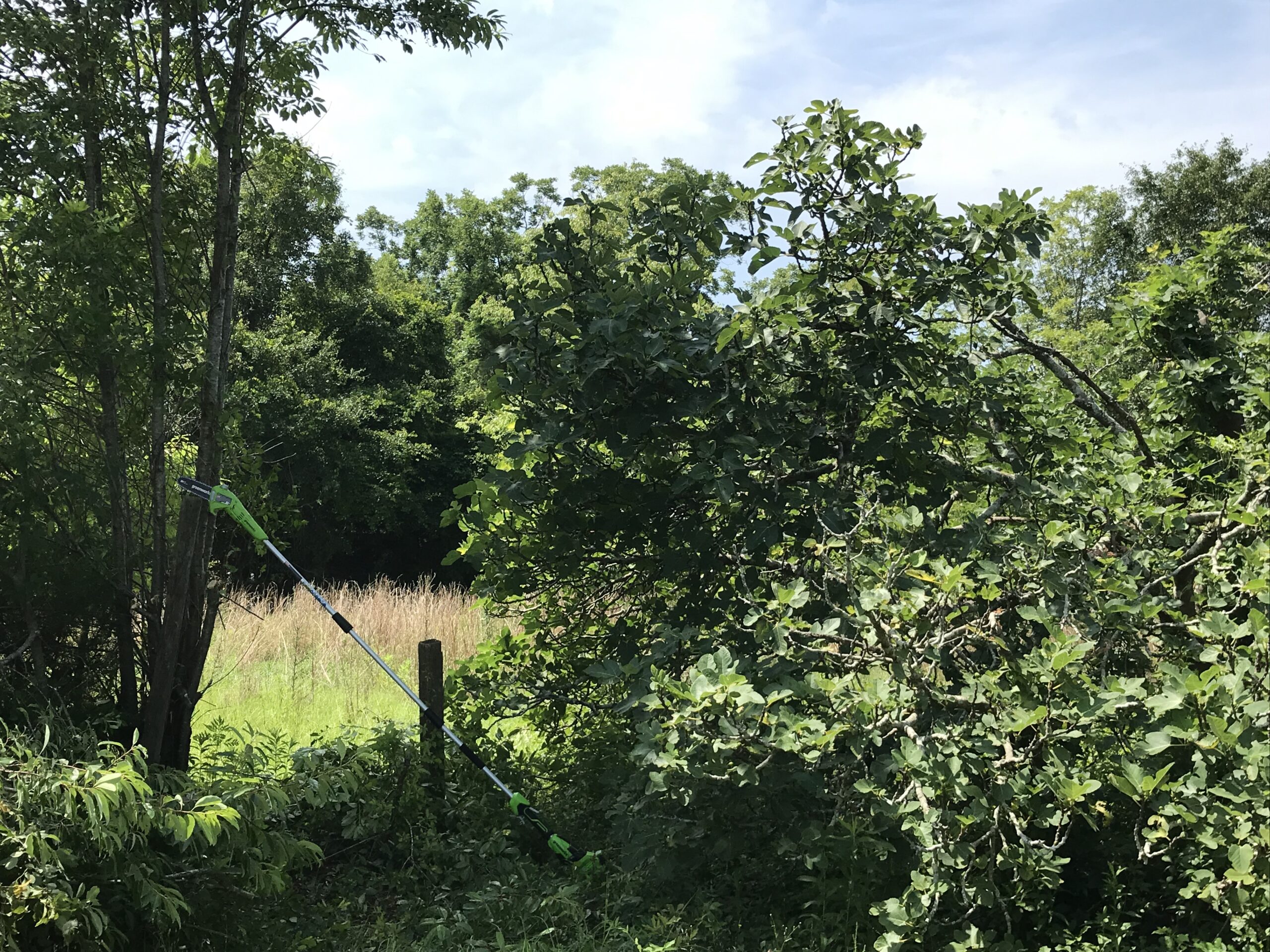 Greenworks 40V 8-Inch Cordless Polesaw, 2.0Ah Battery and Charger Included PS40B210 customer photo 2