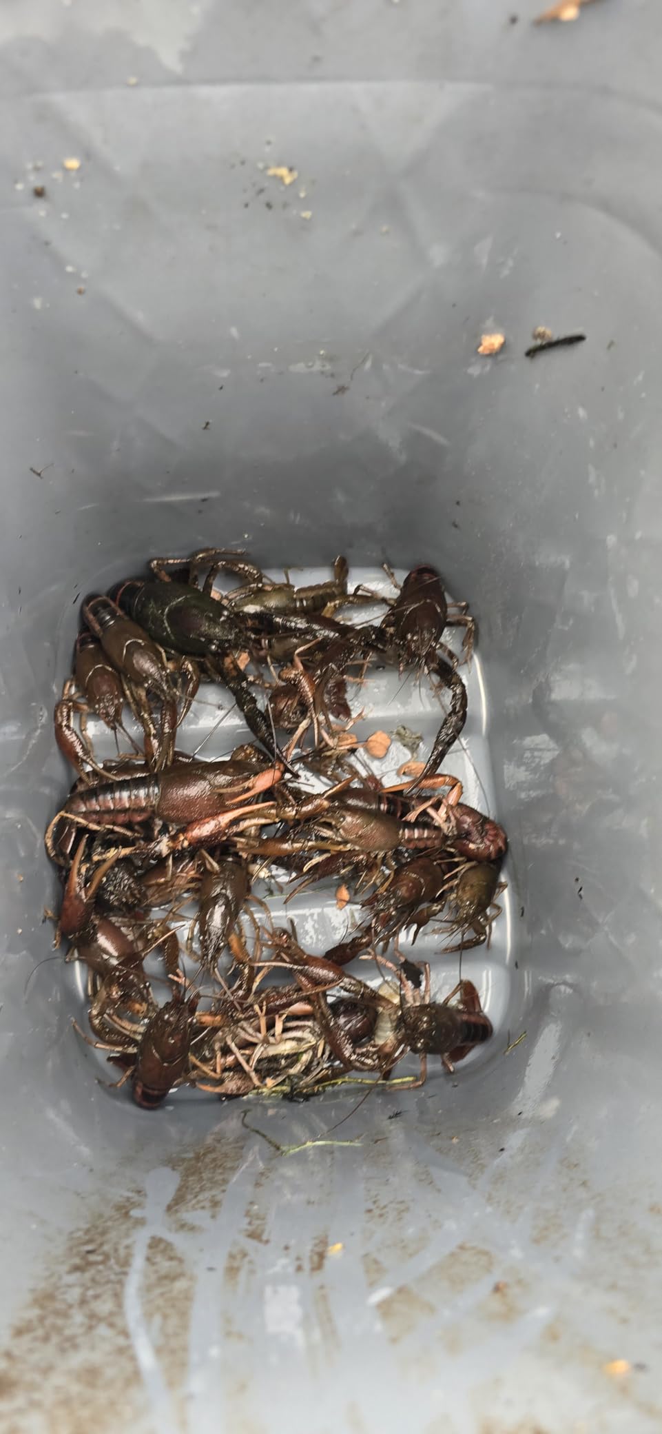 Fishing Bait Trap,2 Packs Crab Trap Minnow Trap Crawfish Trap Lobster Shrimp Collapsible Cast Net Fishing Nets Portable Folded Fishing Accessories,12.6X20.1inches customer photo 1