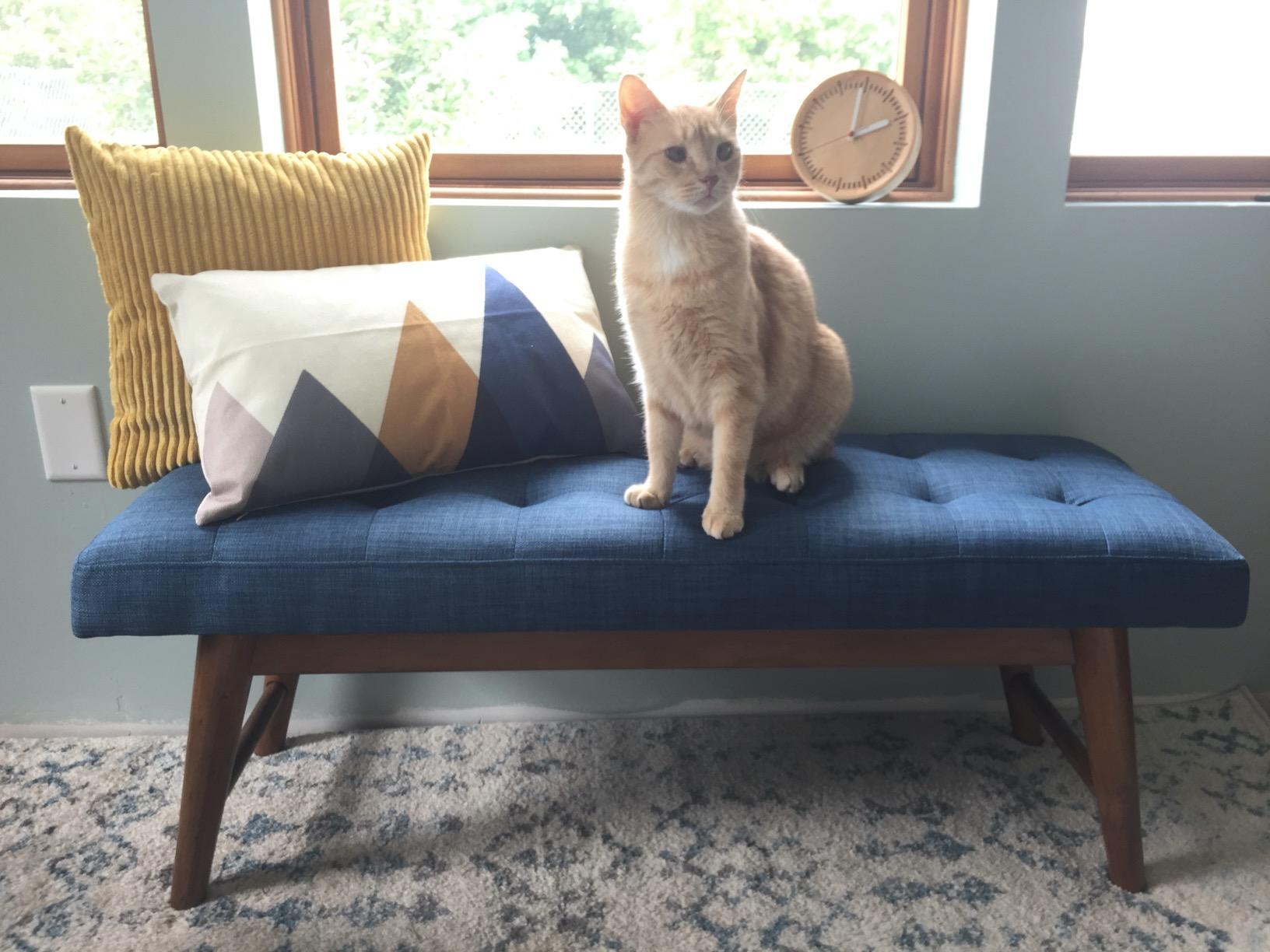 Amazon Basics Modern Haraden Upholstered Button-Tufted Bench, Blue, 16 x 44 x 17 in customer photo 2