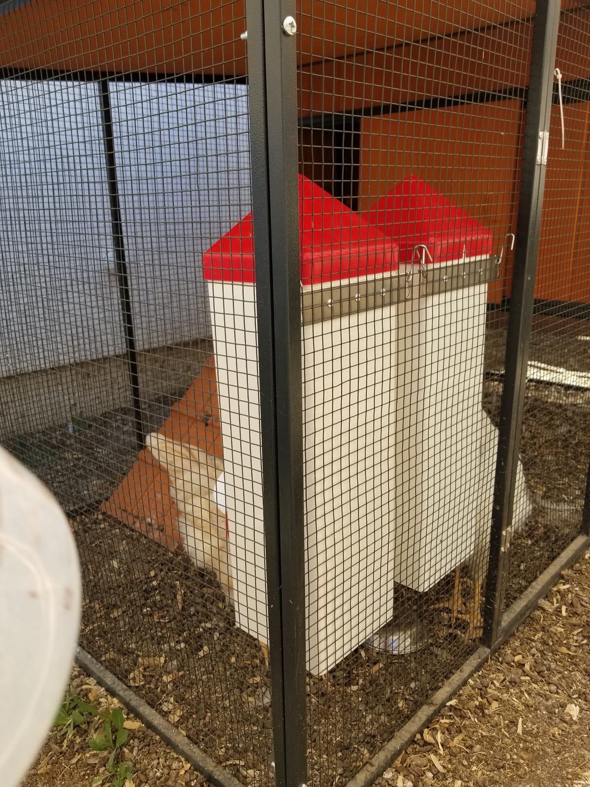 RentACoop 2 Gallon High Rise Chicken Waterer with Cups & Nipples customer photo 2