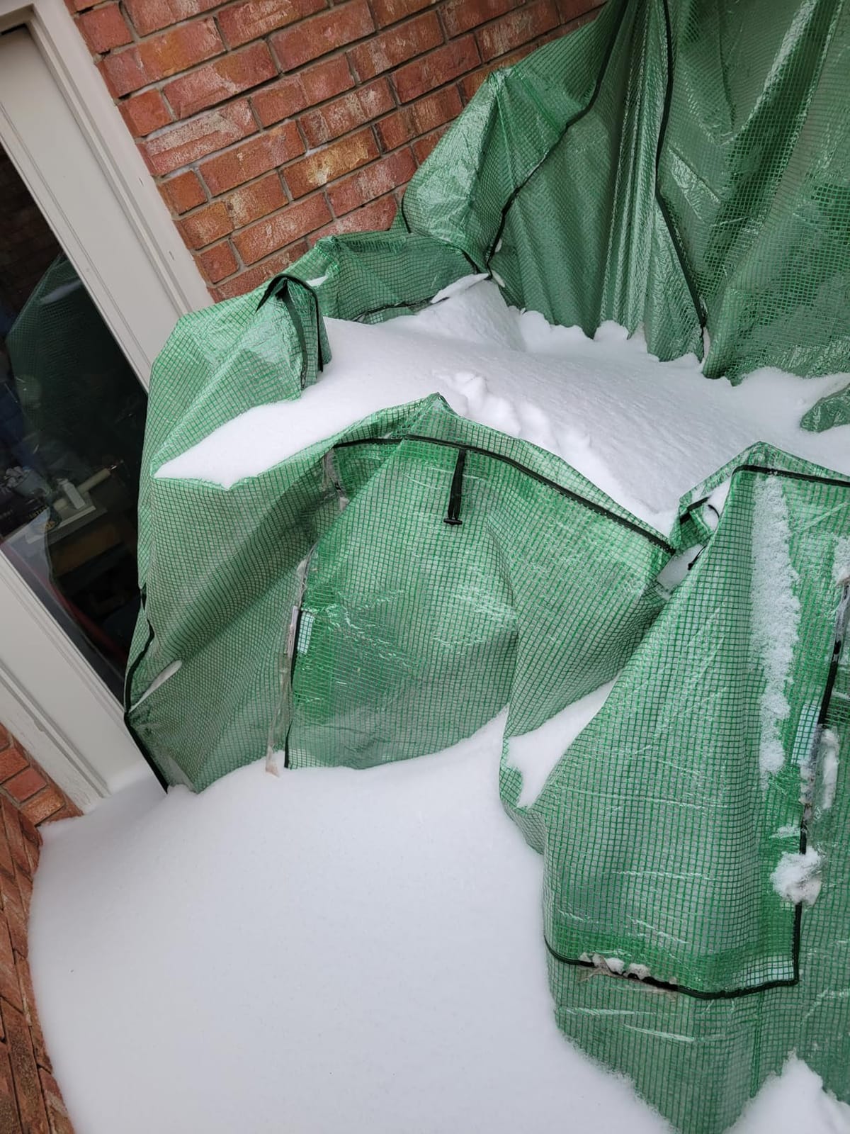 EAGLE PEAK 8x6 Easy Setup Pop Up Greenhouse, Clear/Green | Walk-In Greenhouses for Outdoors, Green House for Winter Protection, Roll-Up Doors & Mesh Windows, One Person Setup customer photo 2
