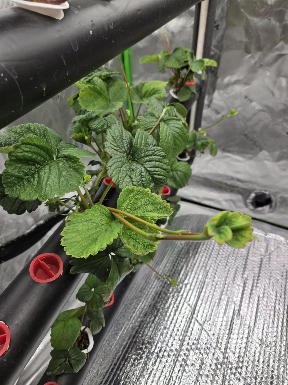 VIVOSUN Hydroponics Growing System 108 Plant Sites, 3 Layers 12 Food-Grade PVC-U Pipes Gardening System Grow Kit with Water Pump Timer, Nest Basket and Sponge for Leafy Vegetables customer photo 2
