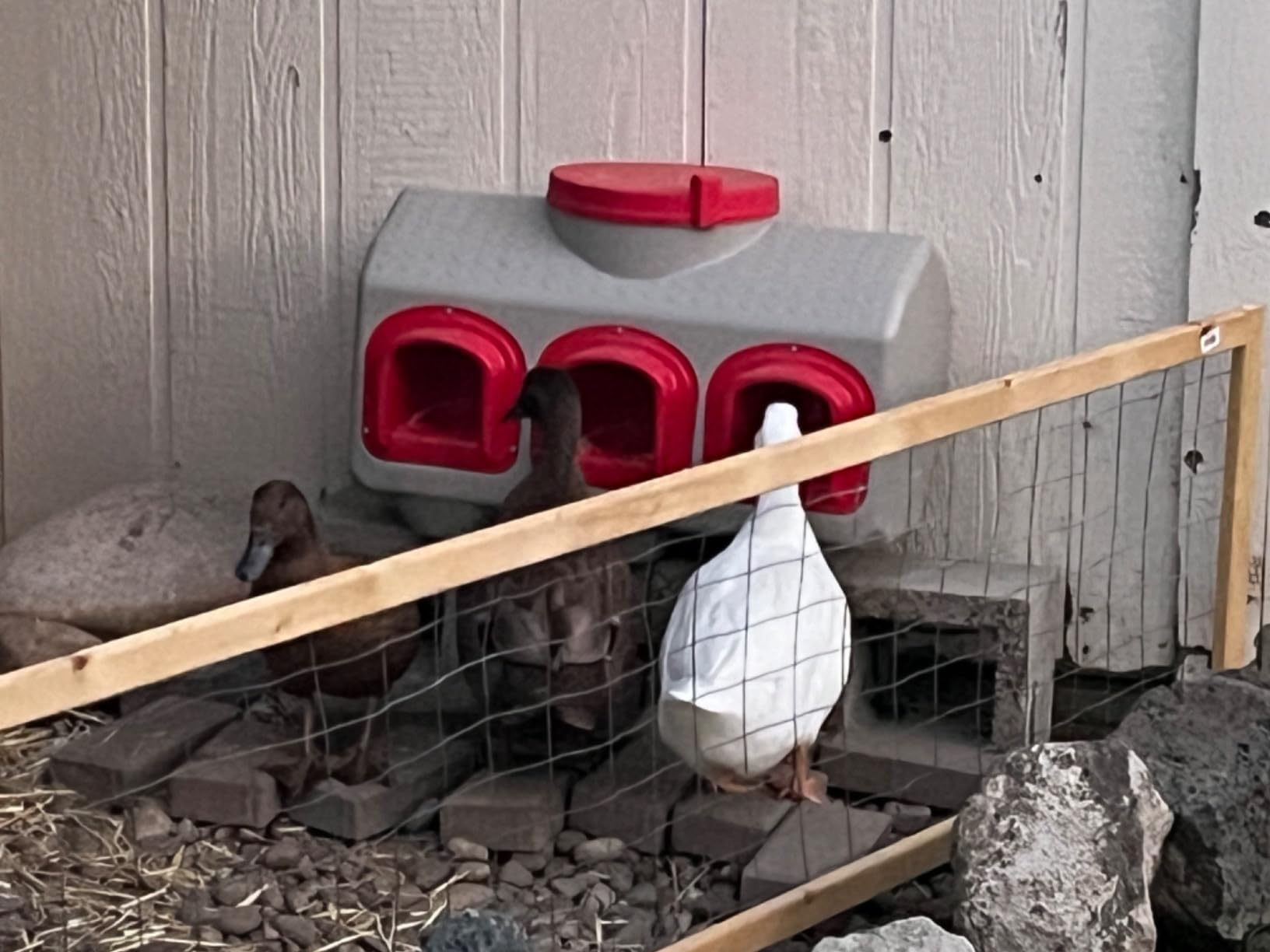 OverEZ Chicken Feeder - Holds 50 Pounds of Feed - Inside or Outside Hen Coop - Large Gravity Fed Automatic Poultry Dispenser - No Waste Rainproof Design customer photo 2