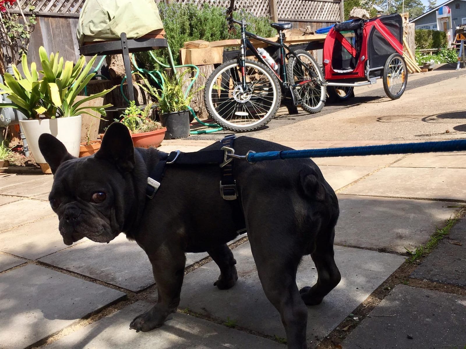 Aosom Dog Bike Trailer Pet Cart Bicycle Wagon Cargo Carrier Attachment for Travel with 3 Entrances Large Wheels for Off-Road & Mesh Screen customer photo 2