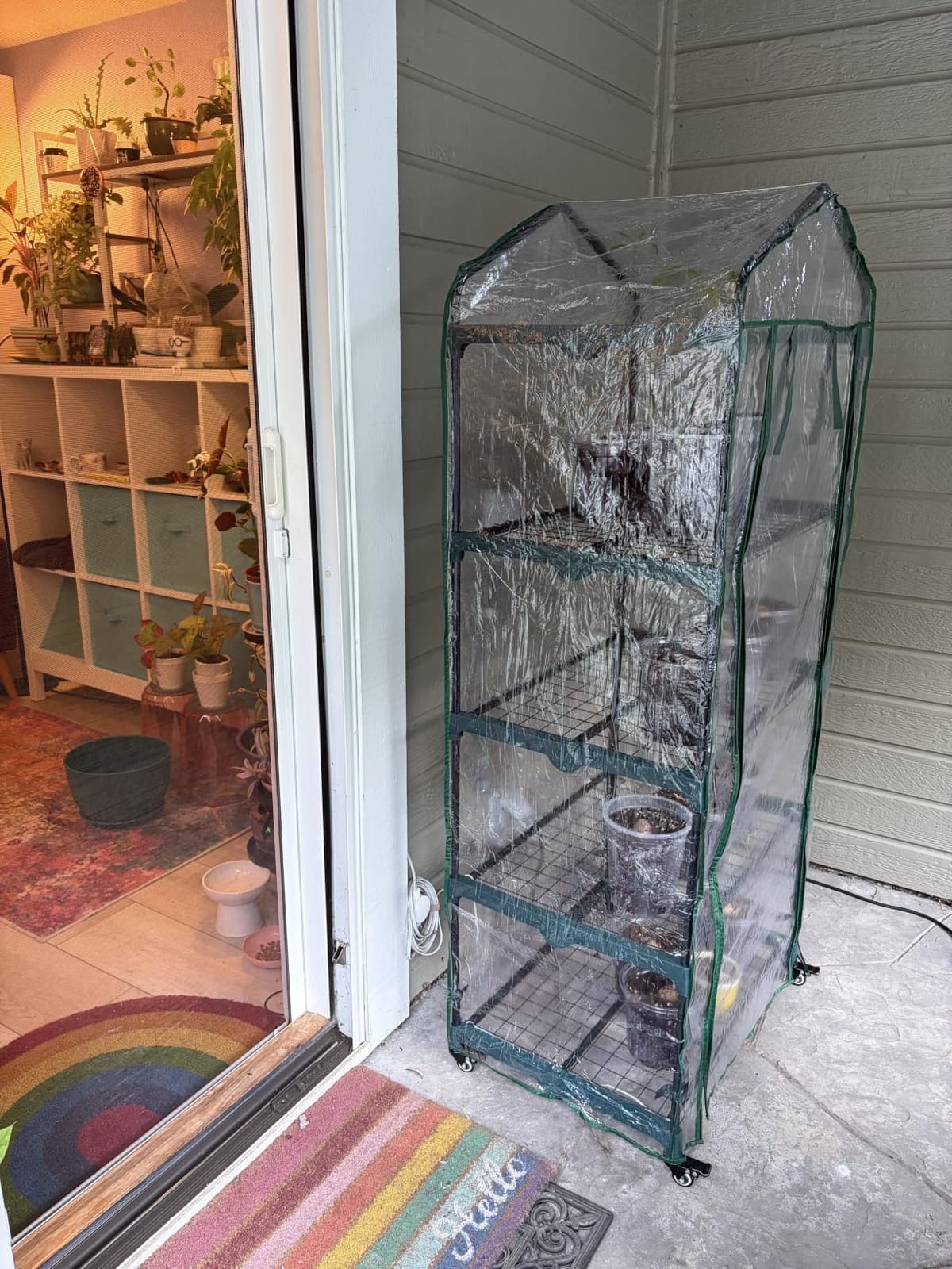 Greenhouse - Walk in Greenhouse with 8 Sturdy Shelves and PVC Cover for Indoor or Outdoor Use - 56 x 56 x 76-Inch Green House by Pure Garden customer photo 1