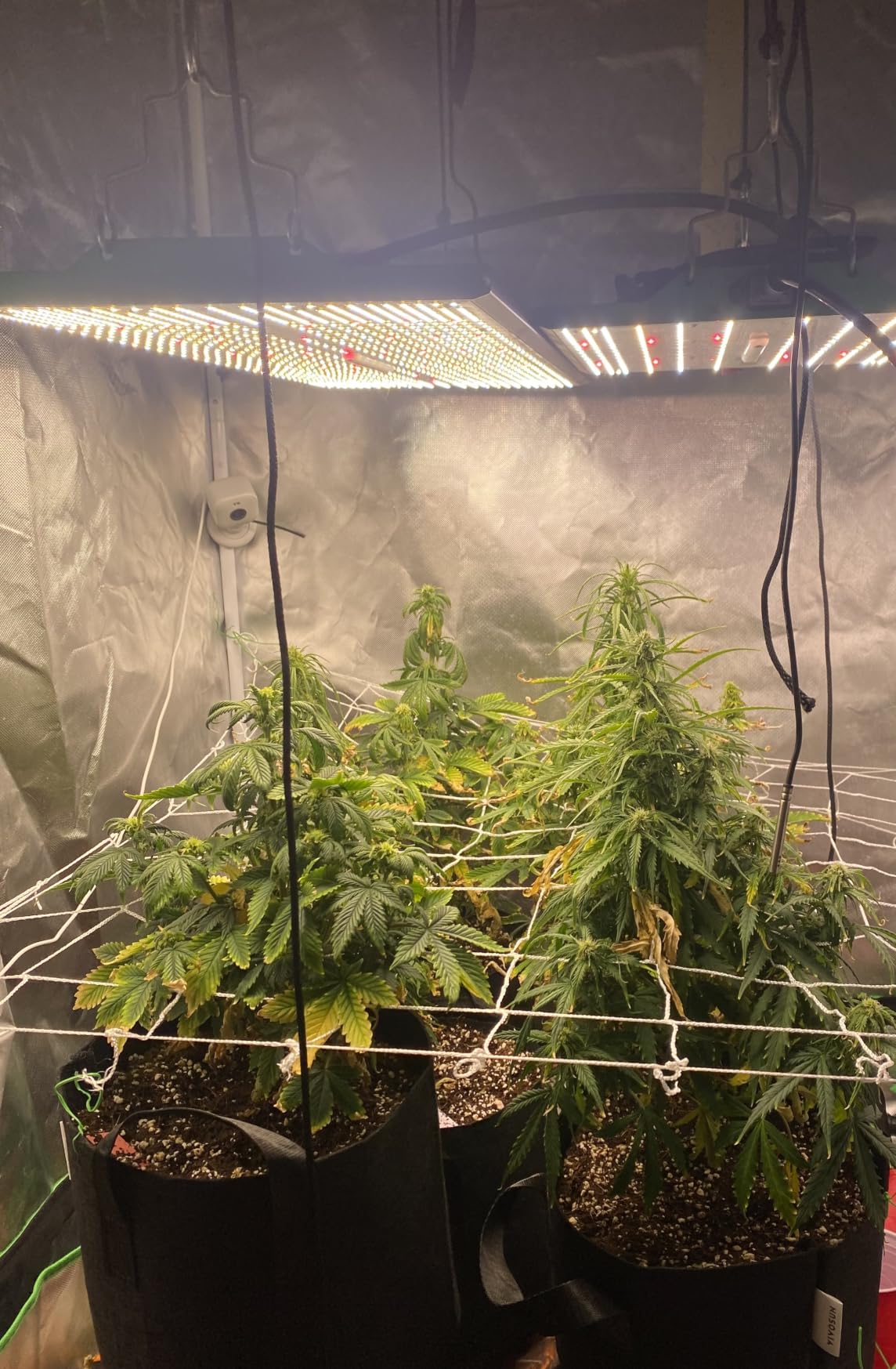 VIPARSPECTRA P4000 450 Watt LED Grow Light - Full Spectrum Commercial Grow Lamp for 5x3 Grow Tents & Greenhouses customer photo 2