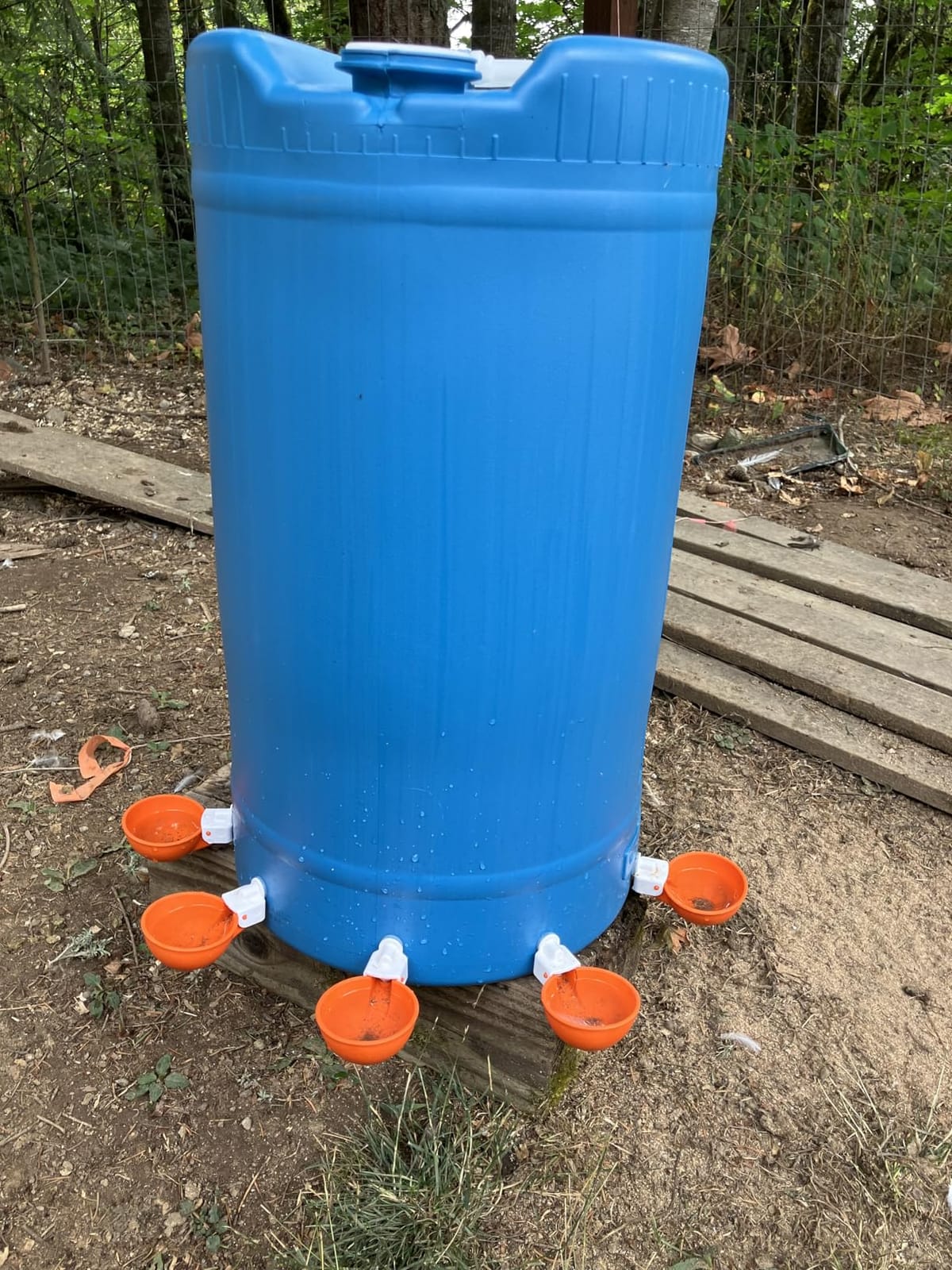 Lil'Clucker Large Automatic Chicken Waterer Cups | Chicken Water Feeder Suitable for Chicks, Duck, Goose, Turkey and Bunny | Poultry Water Feeder Kit (Orange, 5-Pack) customer photo 1