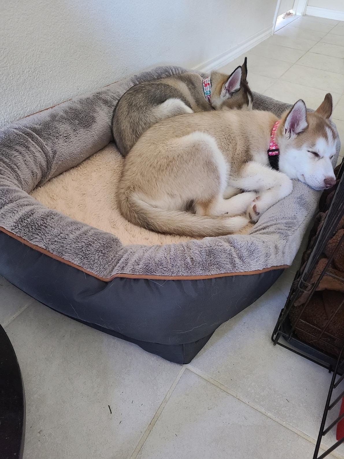 JOYELF XXLarge Memory Foam Dog Bed, Orthopedic Dog Bed & Sofa with Removable Washable Cover for Large Dogs customer photo 1