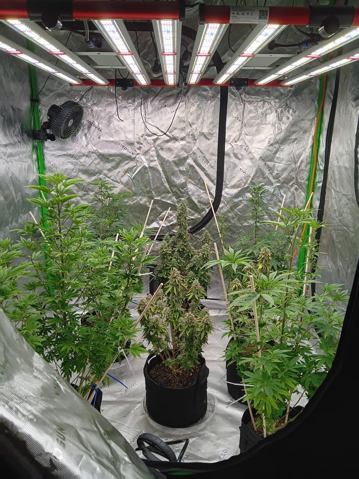 AGLEX M400 420W Full Spectrum LED Grow Light with UV & IR - 1360 LEDs, Bar Style, 4x5 ft Coverage customer photo 1
