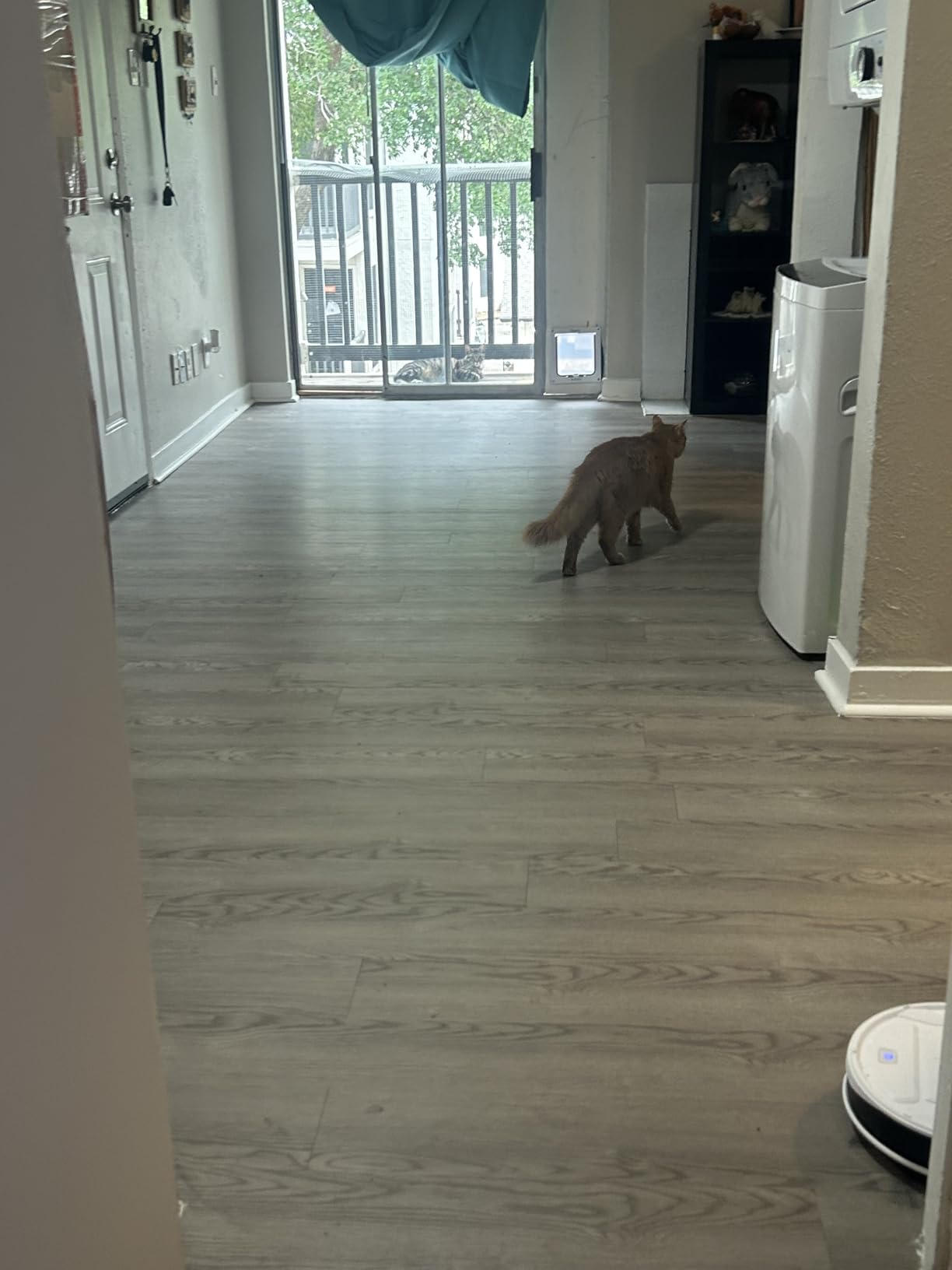 Lefant Robot Vacuum Cleaner, Strong Suction, 120 Mins Runtime, Slim, Low Noise, Automatic Self-Charging, Wi-Fi/App/Alexa Control, Ideal for Pet Hair Hard Floor and Daily Cleaning, M210 customer photo 1