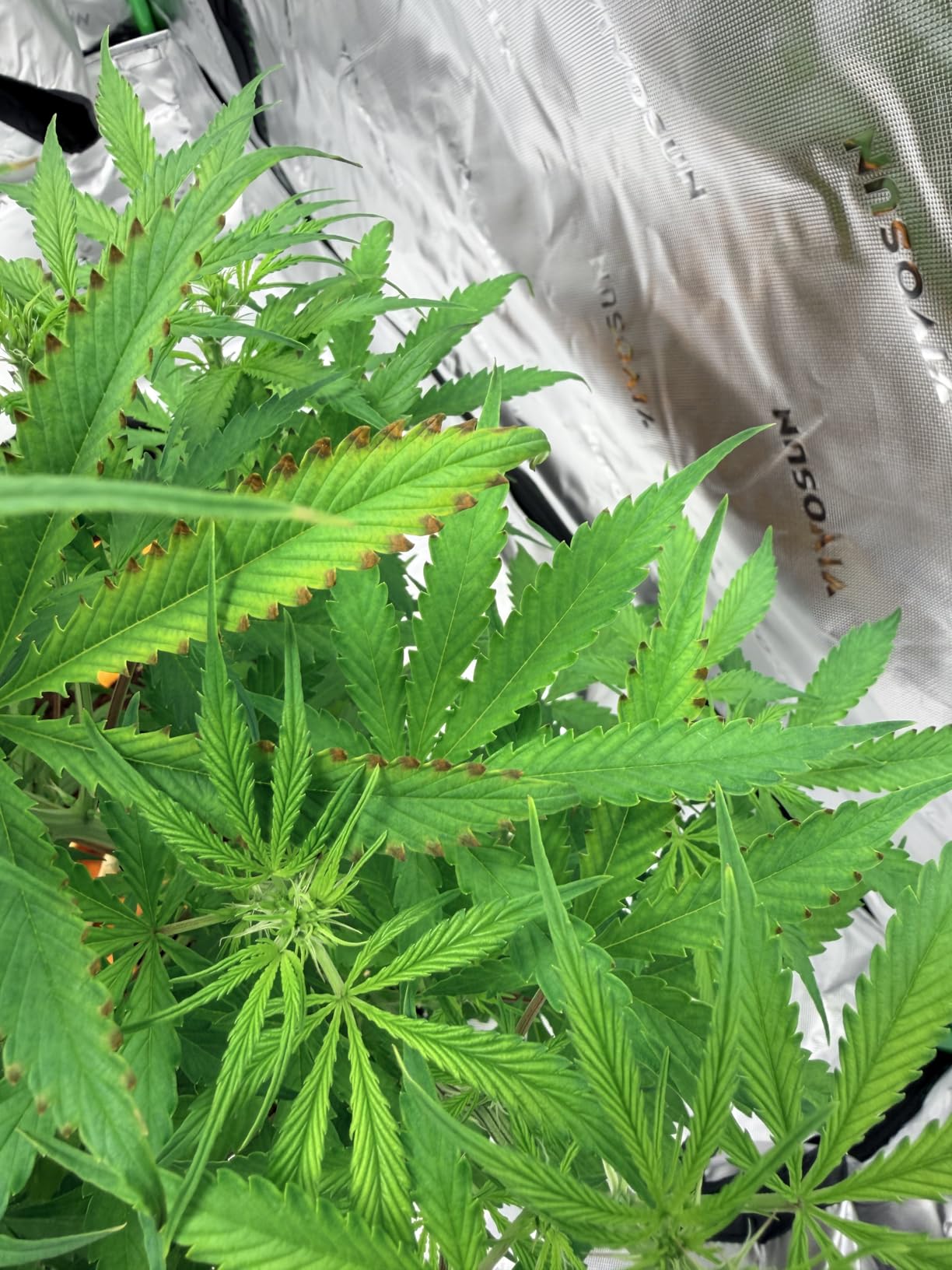 Barrina 4x4 Grow Light Panel - 200W Full Spectrum Dimmable LED with 816 LEDs High PPFD customer photo 1