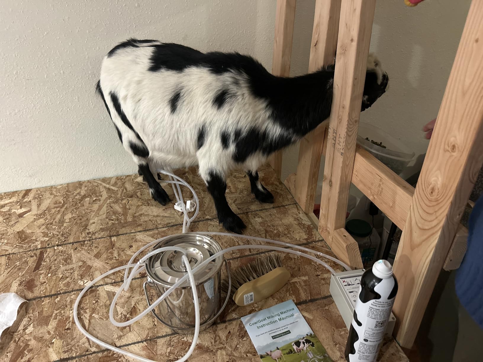 3L Goat Pulsation Vacuum Electric Milking Machine, Automatic Pulsation Breast Pump with 2 Teat Cups Stainless Steel Bucket for Goat. customer photo 2