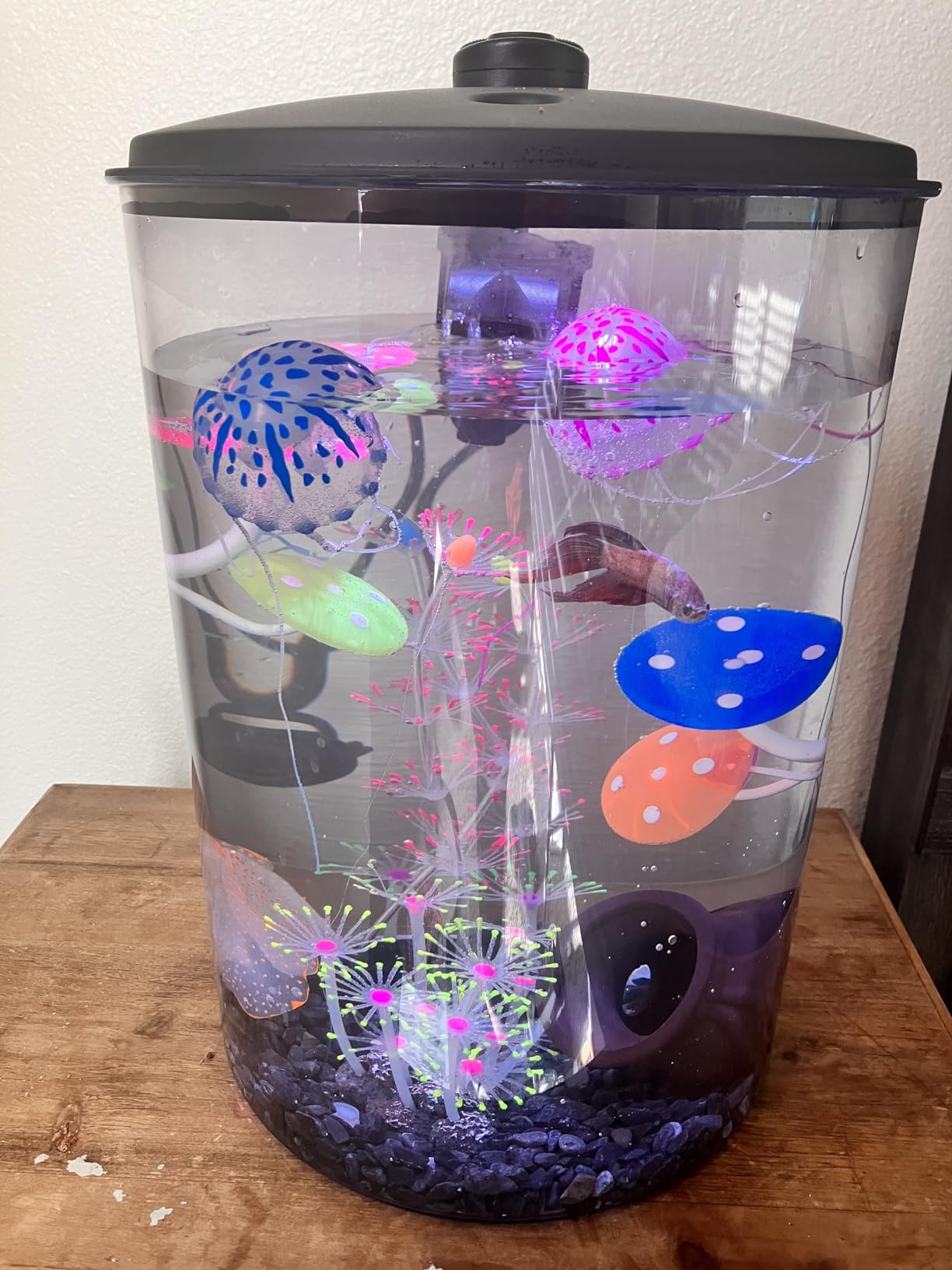 Koller Products Plastic 6-Gallon AquaView 360 Aquarium Kit for Tropical Fish, Betta Fish with LED Lighting and Power Filter Clear, 4-Piece Set customer photo 2