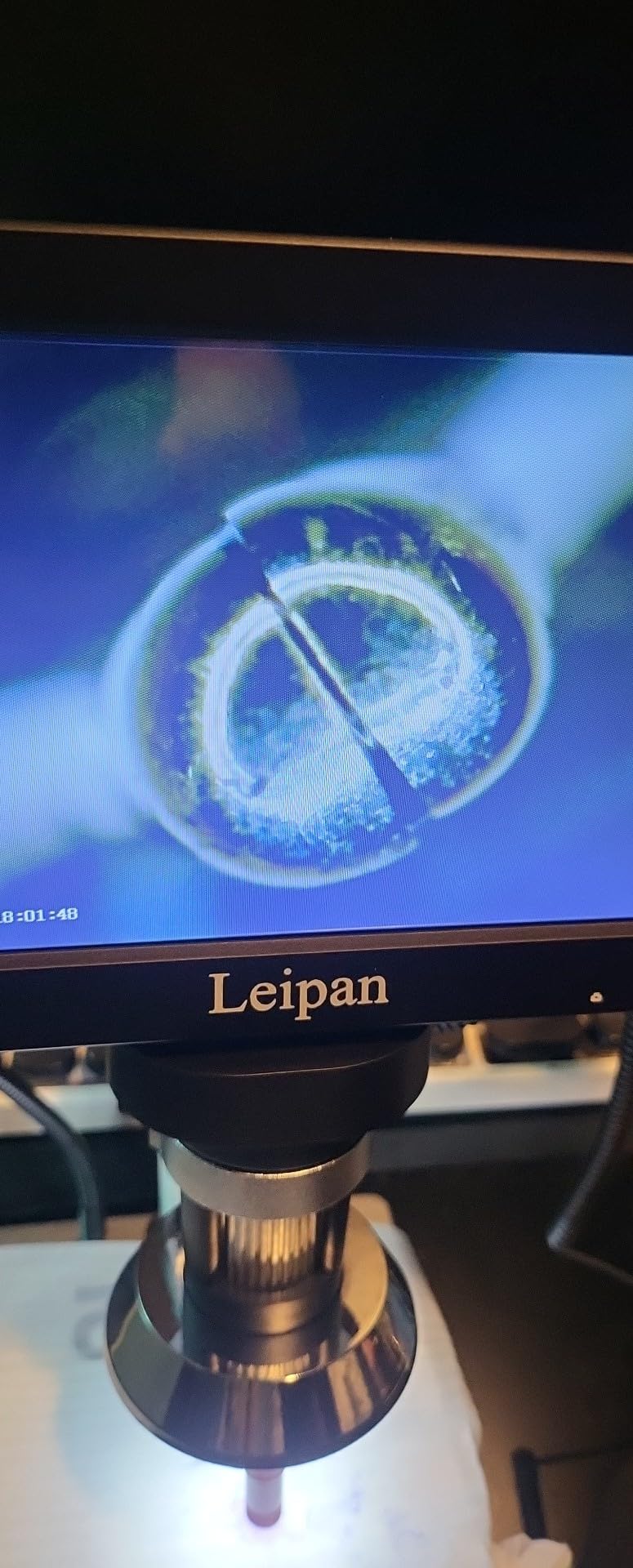 Leipan 7