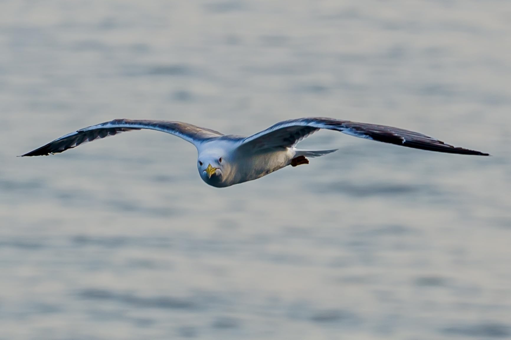 Tamron 35-150mm F/2-2.8 Di III VXD for Sony E-Mount Full Frame/APS-C (6 Year Limited USA Warranty) customer photo 1