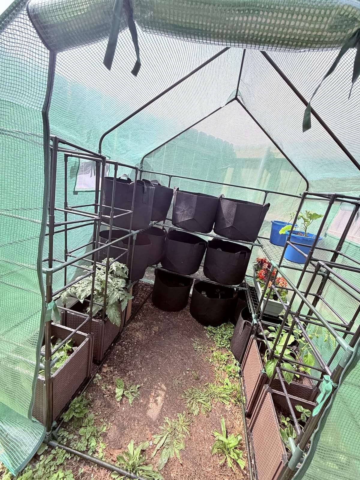 SUNGIFT Walk-in Greenhouse, 57 x 61 x 80 in, 3 Tiers 10 Shelves | Outdoor Greenhouse Kit for Herbs, Flowers, Seedlings, and Small Pots, with Roll-up Door, Side Windows, and No-tool Setup customer photo 1