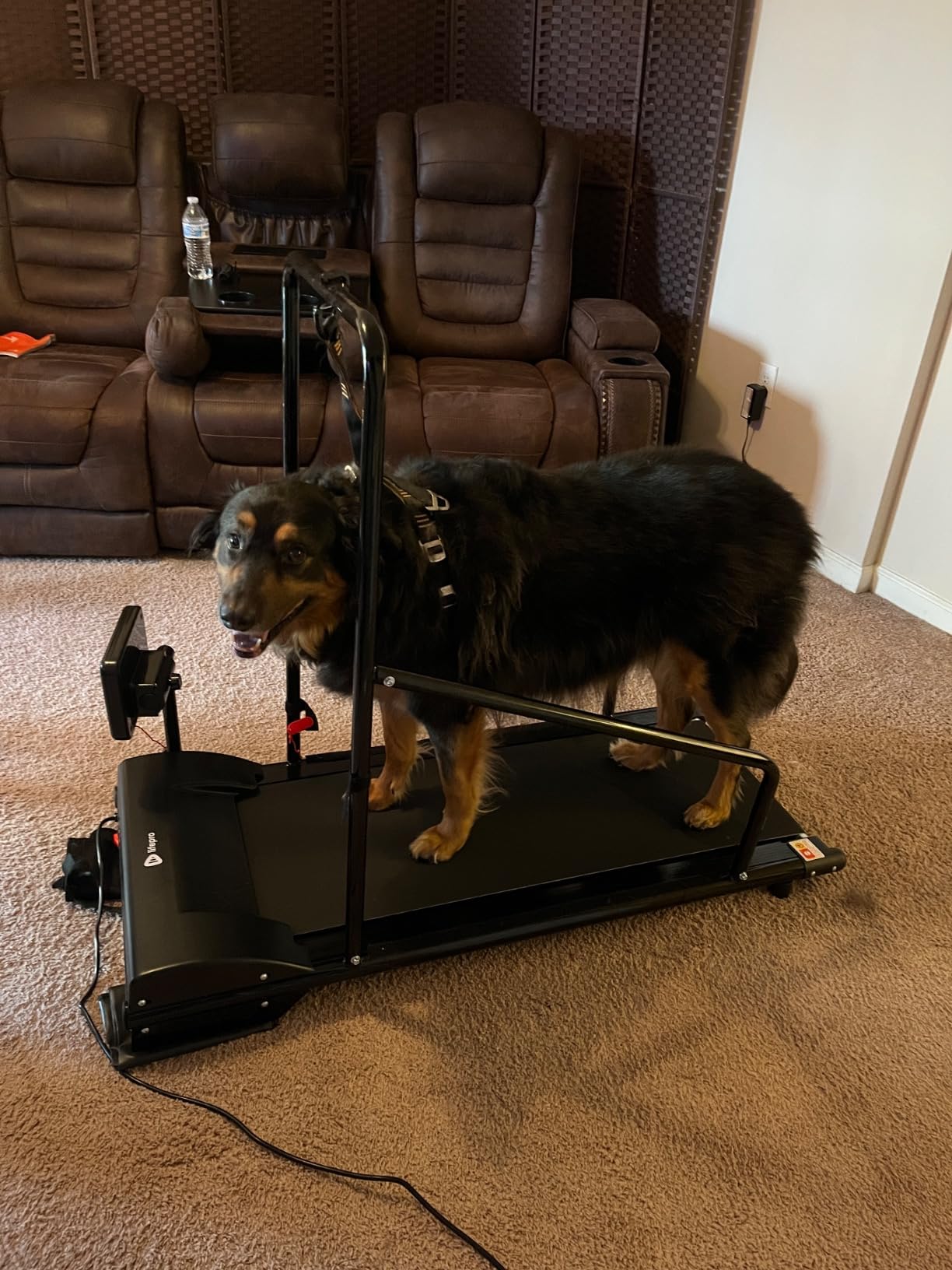 Lifepro PawRunner Dog Treadmill for Small Dogs, Dog Treadmill for Medium Dogs, Pet Treadmill for Dogs up to 130lbs, Dog Pacer Treadmill Indoor Dog Running Machine, Small Dog Treadmill for Dog Fitness customer photo 1