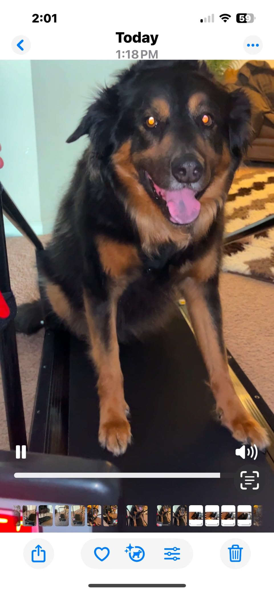Lifepro PawRunner Dog Treadmill for Small Dogs, Dog Treadmill for Medium Dogs, Pet Treadmill for Dogs up to 130lbs, Dog Pacer Treadmill Indoor Dog Running Machine, Small Dog Treadmill for Dog Fitness customer photo 2