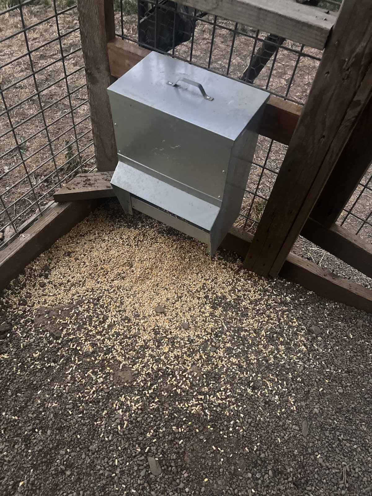 RentACoop Metal Trough Feeder, Gravity-fed 10lb Chicken Feeder customer photo 2