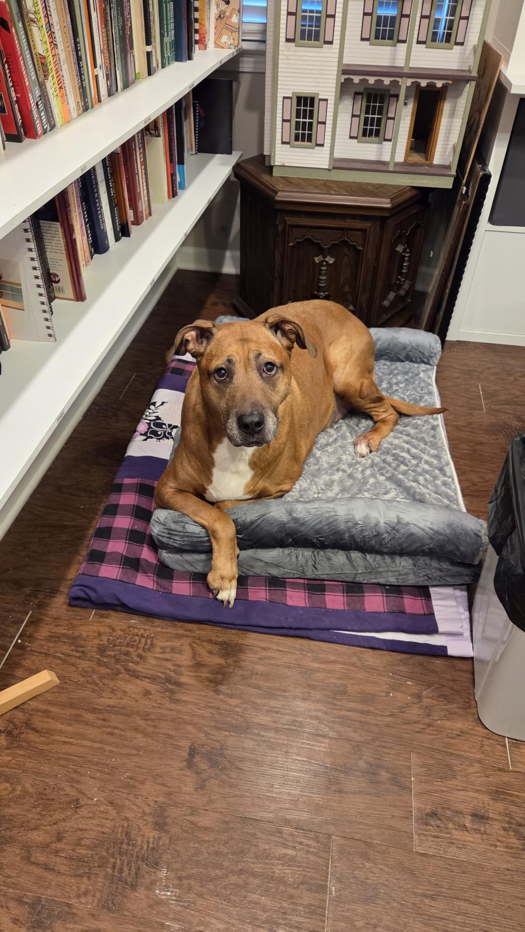 BFPETHOME Orthopedic Washable Large Dog Bed for Senior Dog Comfy Sleep | Waterproof Big Soft Pet Couch Bed for Dogs Relax with Removable Cover Supportive Egg Crate Foam Grey 36x27 Inch customer photo 1