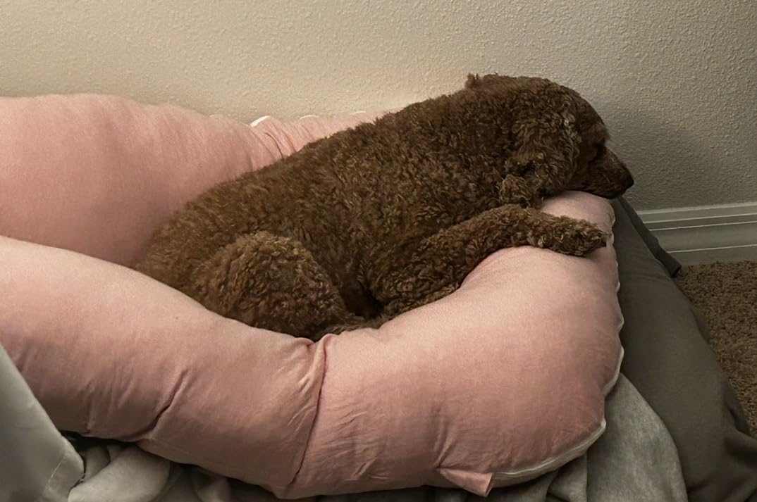 Momcozy Pregnancy Pillows with Cooling Cover, U-Shaped Full Body Maternity Pillow for Side Sleepers 57 Inch - Support for Back, Hip, Belly, Legs for Pregnant Women customer photo 2