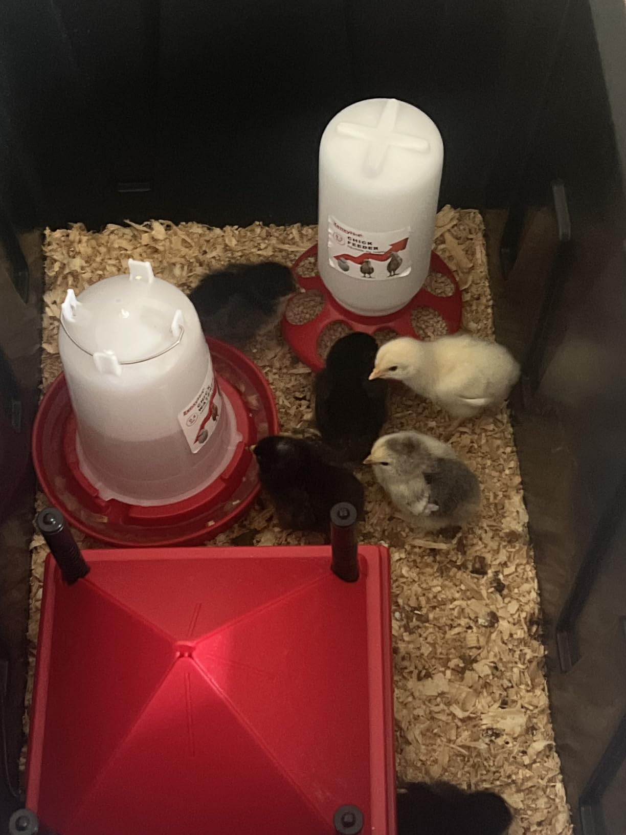 2-in-1 Chick Starter Set: 0.3 Gal Feeder & 0.4 Gal Waterer Red | Chick Feeder and Waterer with Adjustable legs, Anti-drowning, Anti-tip and Hanging Hooks Design for Baby Chicks customer photo 1