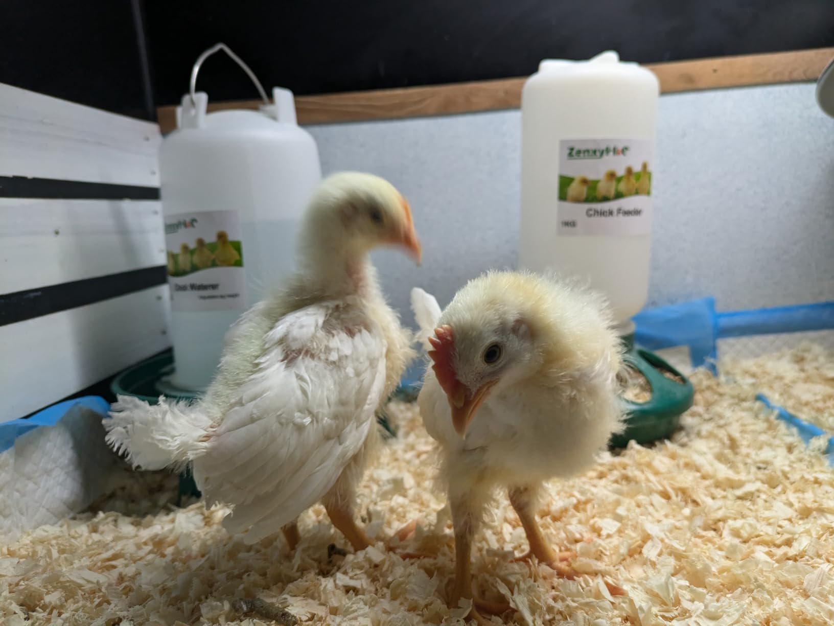 2-in-1 Chick Starter Set: 0.3 Gal Feeder & 0.4 Gal Waterer Red | Chick Feeder and Waterer with Adjustable legs, Anti-drowning, Anti-tip and Hanging Hooks Design for Baby Chicks customer photo 2