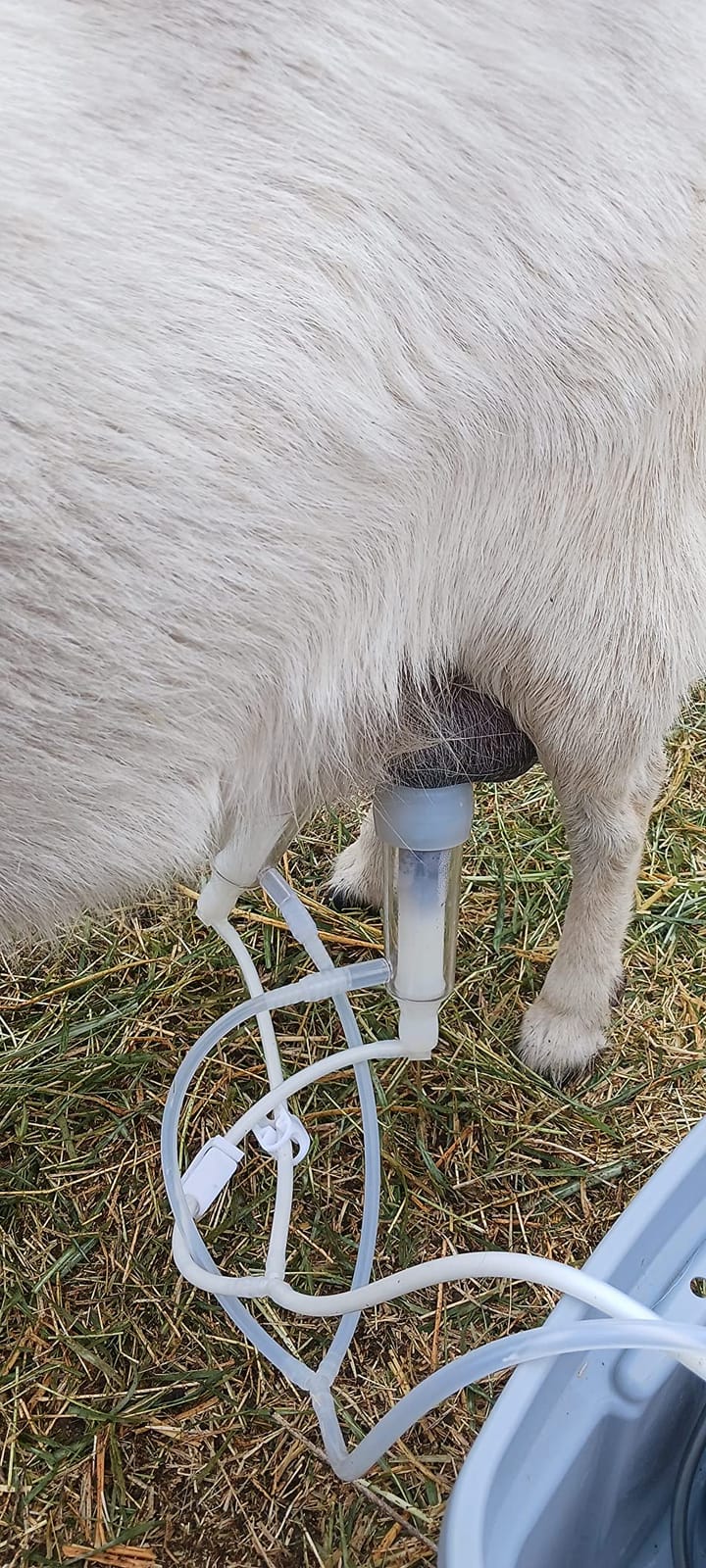 3L Goat Rechargeable Battery Milking Machine with 2 Teat Cups, Steel Buckets for Goats customer photo 2