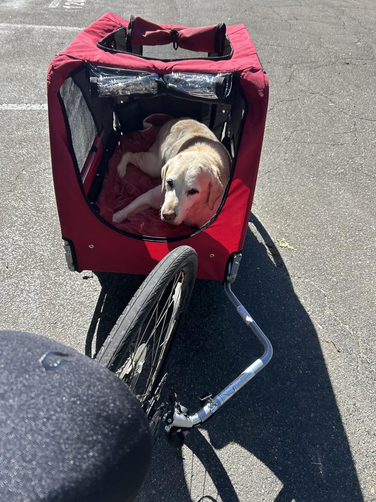 DOGGYHUT Premium X Large Pet Bike Trailer & Stroller Up to 100 lbs (Gray) - Bicycle Trailer for Small Medium or Large Dogs, Dog Bicycle Carrier, Low Center of Gravity, Folding Frame Cart customer photo 1