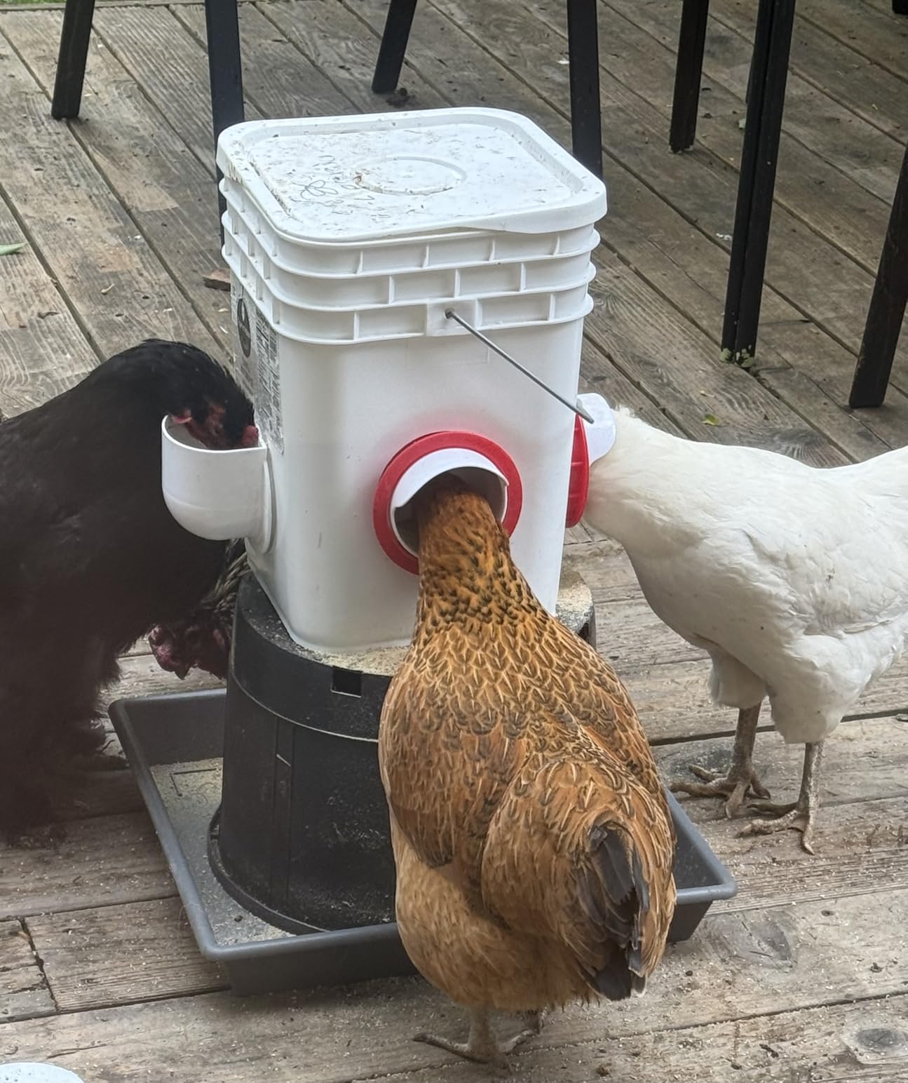 Chicken Feeders No Waste, DIY Automatic Poultry Feeder - 6 Ports Red | Buckets Barrels Bins Troughs-mountable Design for common Breeds of Chicken Flock with Hole Saw customer photo 2