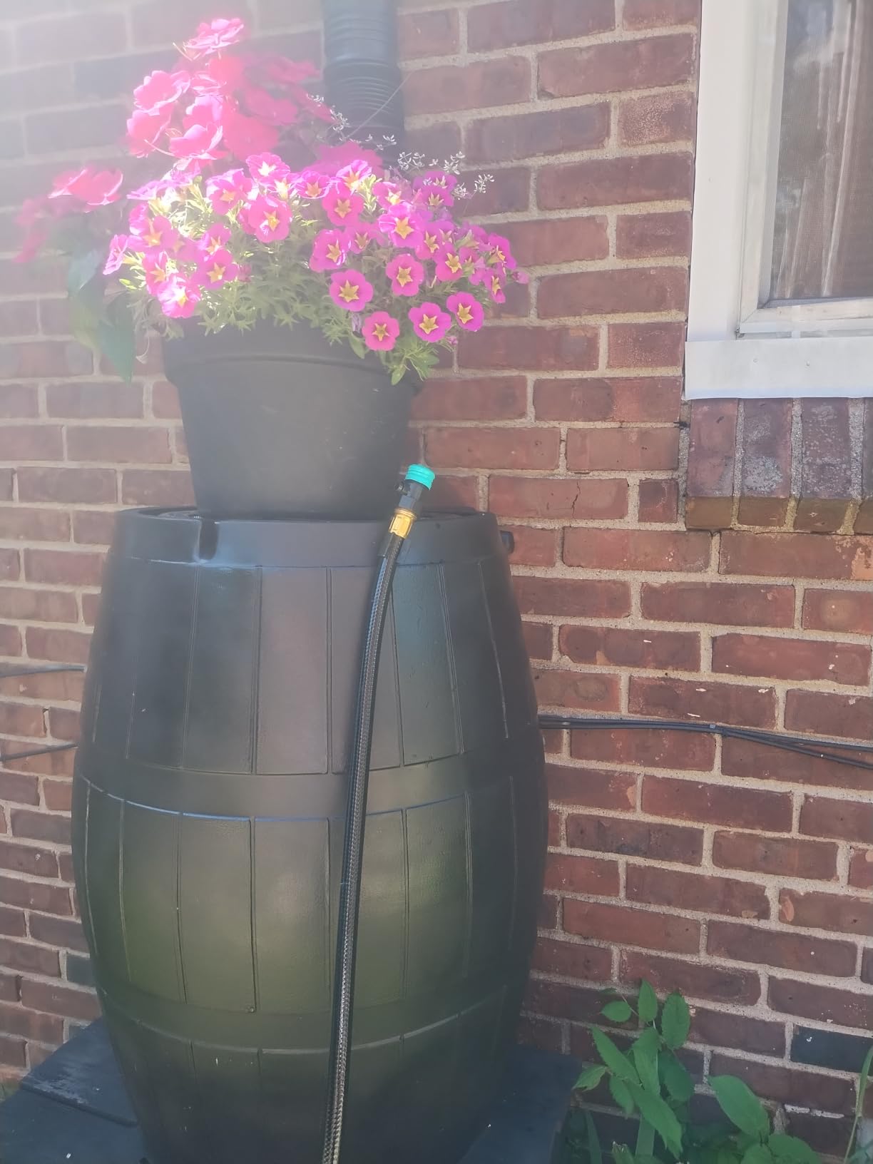 FCMP Outdoor Raincatcher, Flat-Back Rain Barrel with Spigots, 50 Gallon, Green | Portable Water Storage Container Tank with Spigots for Home, Garden, and Backyard customer photo 1