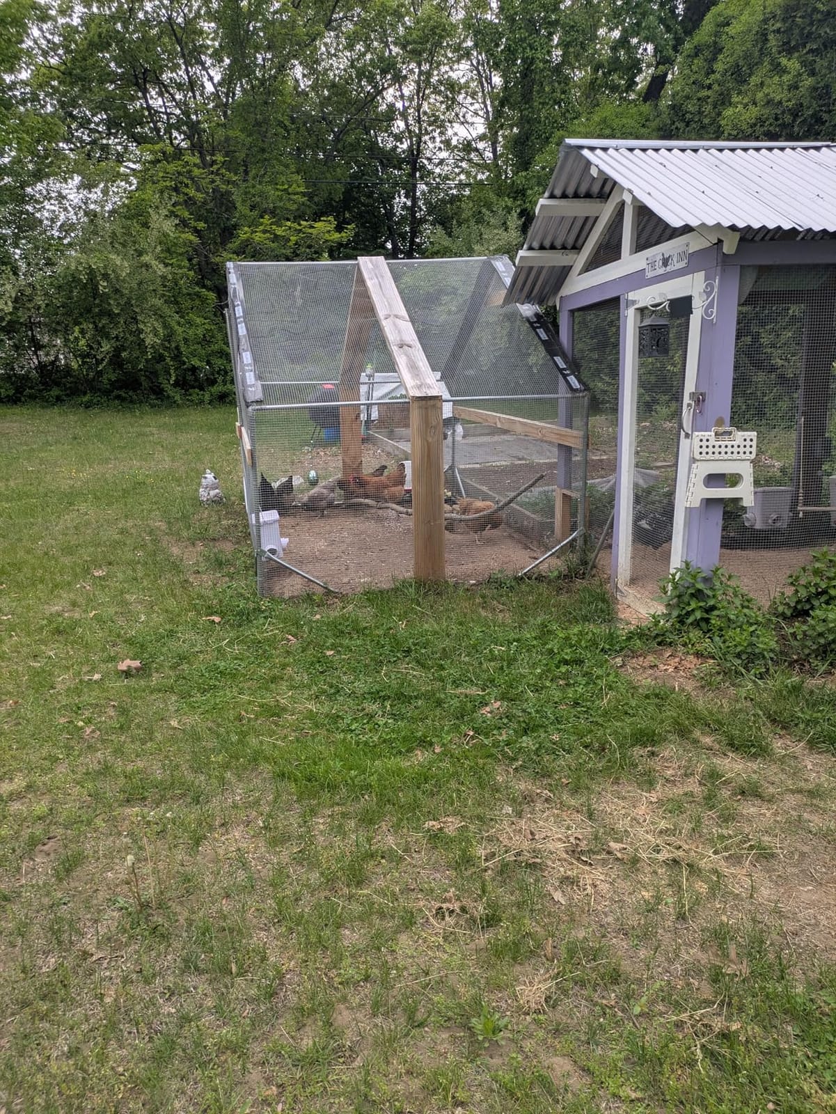 CHIKENCOOP 9.8 x 6.5 x 6.5 ft Metal Chicken Coop, Chicken Run with Cover | Walk-in outdoor enclosure with waterproof UV-resistant cover, reinforced frame, and 47 x 40 in eucalyptus perch customer photo 1