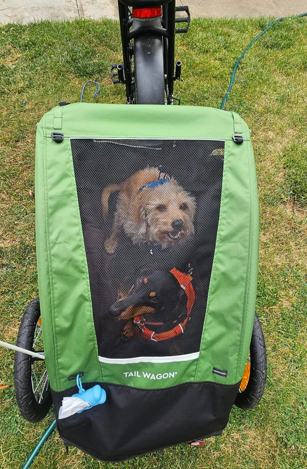 Burley Tail Wagon - Lightweight Dog Bike Trailer with Mesh Windows, Removable Floor & Low-Clearance Entry customer photo 1