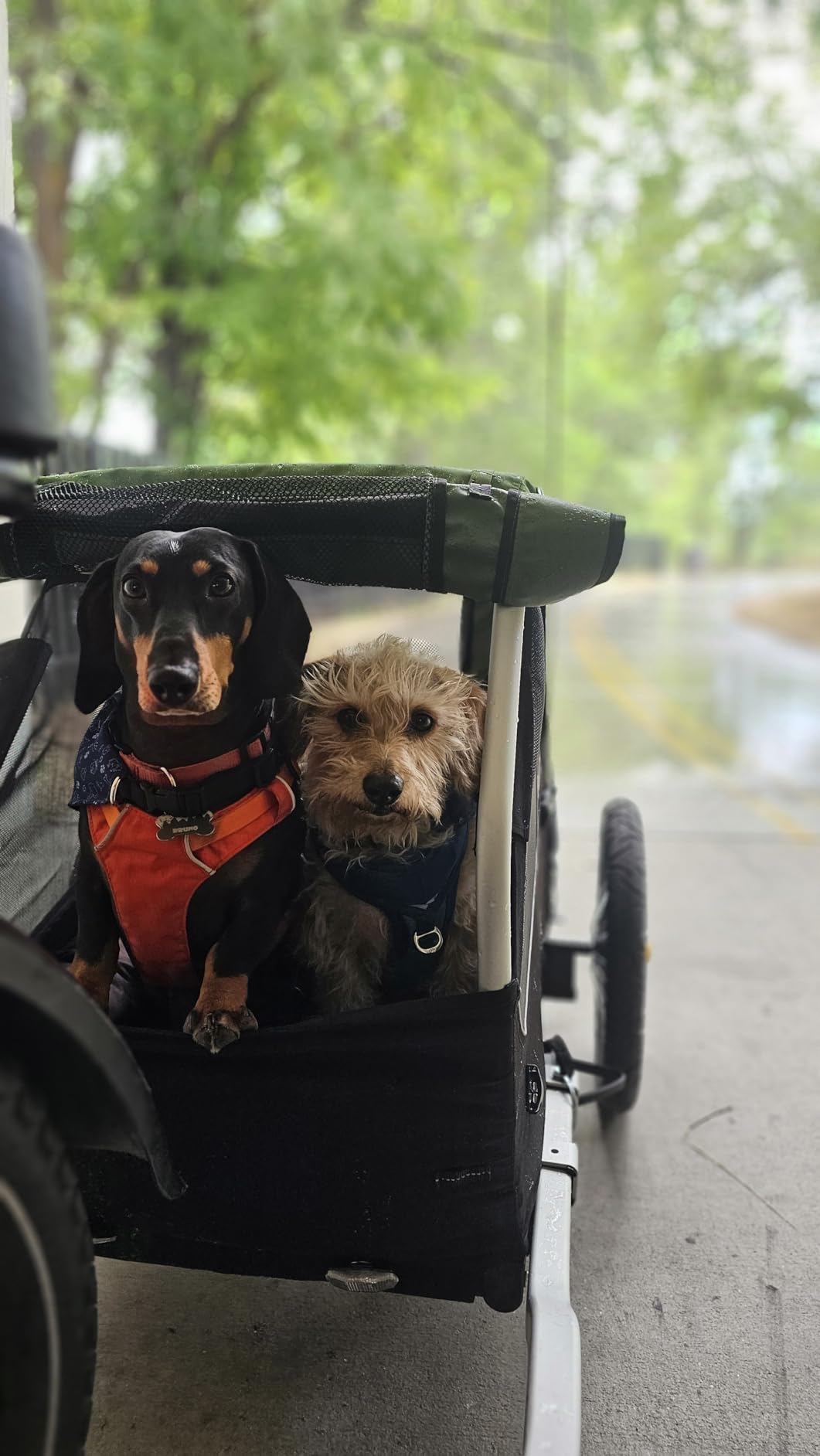 Burley Tail Wagon - Lightweight Dog Bike Trailer with Mesh Windows, Removable Floor & Low-Clearance Entry customer photo 2