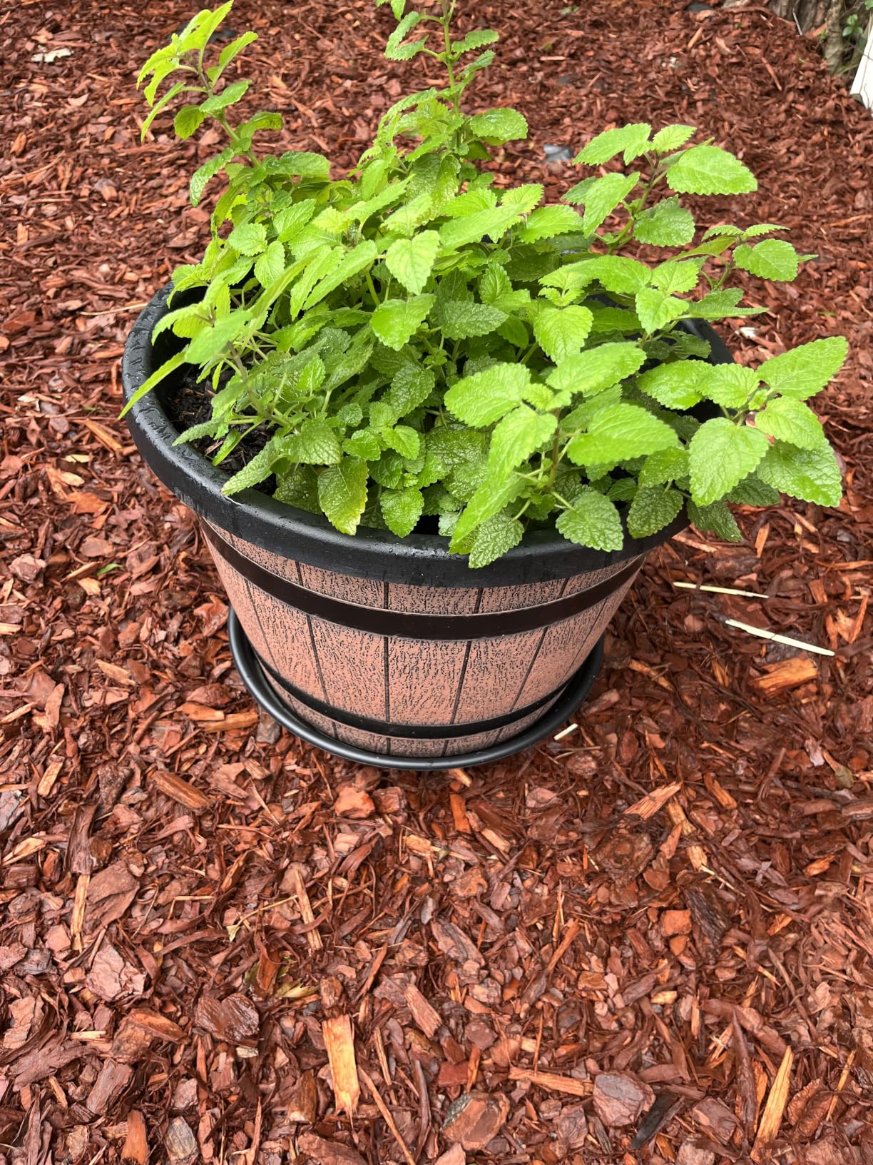 Quarut Large Plastic 3 Pack 16 inch Plant Pots, Whiskey Barrel Planters with Drainage Holes & Saucer customer photo 1
