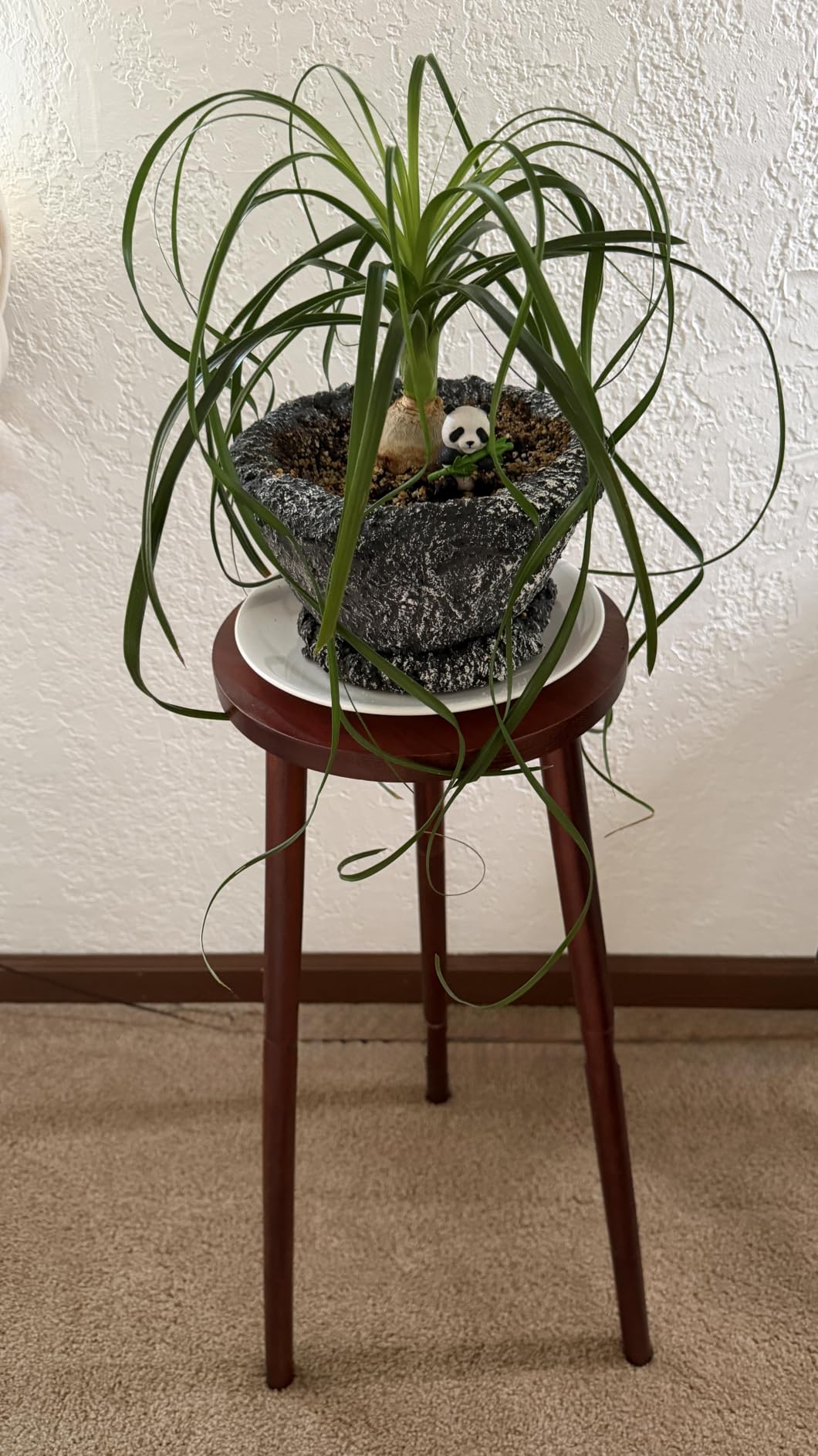 Eocogup Plant Stand Indoor Tall, 2 Tier Convertible Wooden Flower Stand, Planter Stand, Multi-purpose Plant Shelf customer photo 1