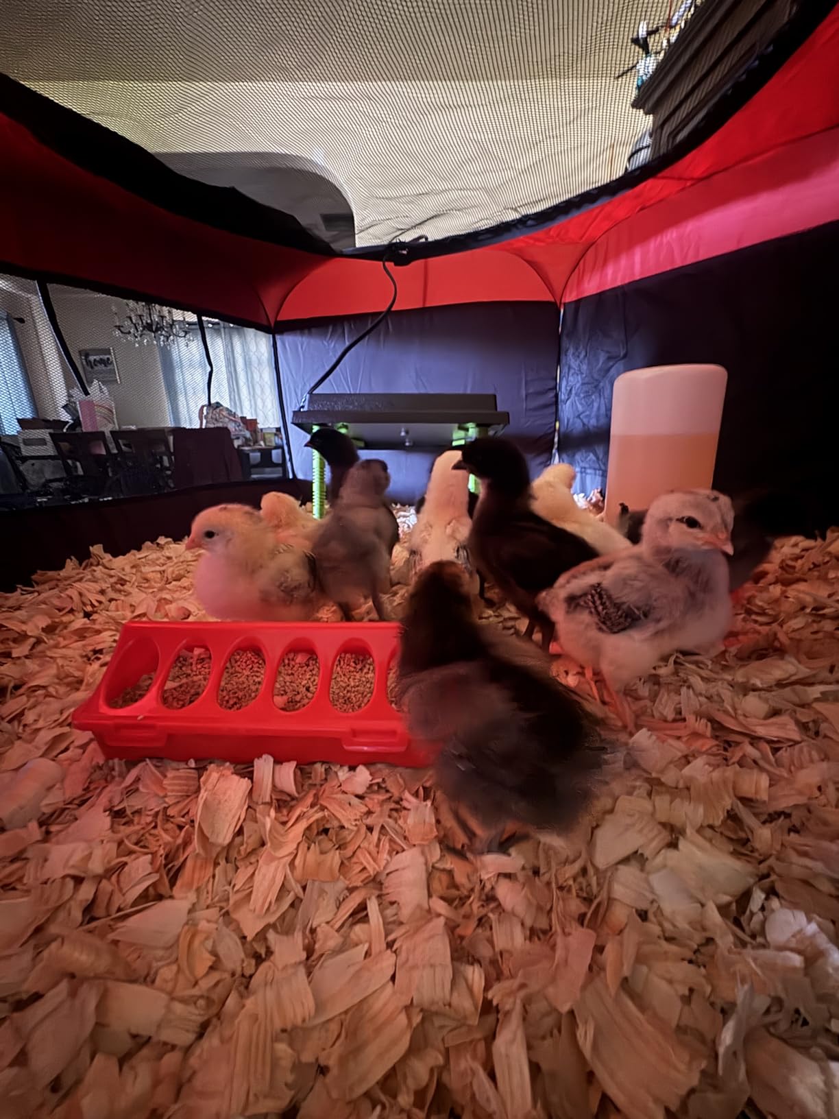 Tetuga Brooder Box for Chick Starter Kit with 10x 12