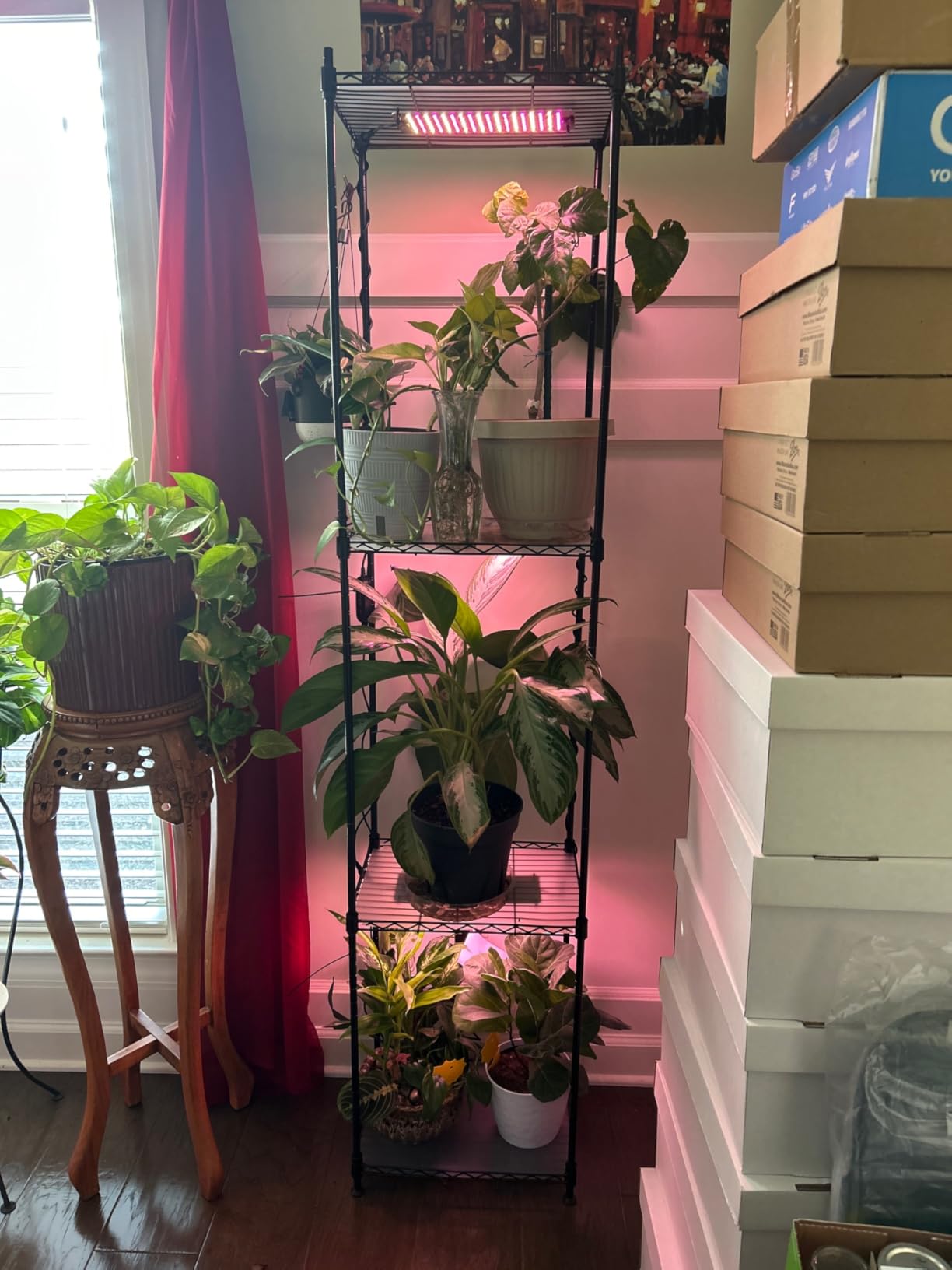 Barrina CX83 Plant Stand with Grow Lights, 6-Tier Shelf, 15.7x11.8x70.9IN | Full Spectrum, 50W Ultra-Thin Grow Light Panels, 3/6/12h Auto Timer, Ladder Flower Pot Stand Display Rack for Indoor Plants customer photo 1