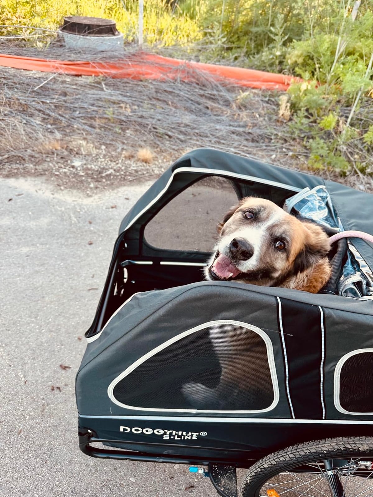 DOGGYHUT S-Line XL Pet Bike Trailer & Stroller for Large Dogs Up to 100 lbs, Folding Dog Cart with Shock-Absorbing Suspension Wheels, Low Center of Gravity, Parking Brakes customer photo 1