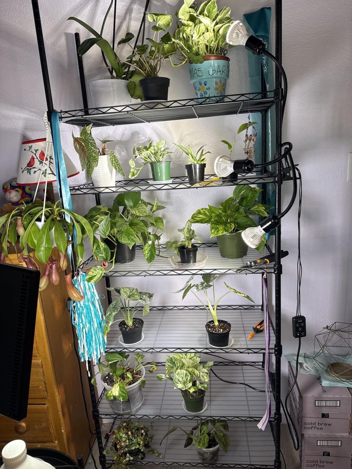 Barrina CX2 Plant Stand with Grow Lights, 6-Tier, 150W, 29.5x13.8x71IN | 5PCS 2FT Full Spectrum Plant Lights, Metal Plant Shelf Display Rack, 3 Adjustable Spectrum, Timer, Wheel, for Seed Starting customer photo 1