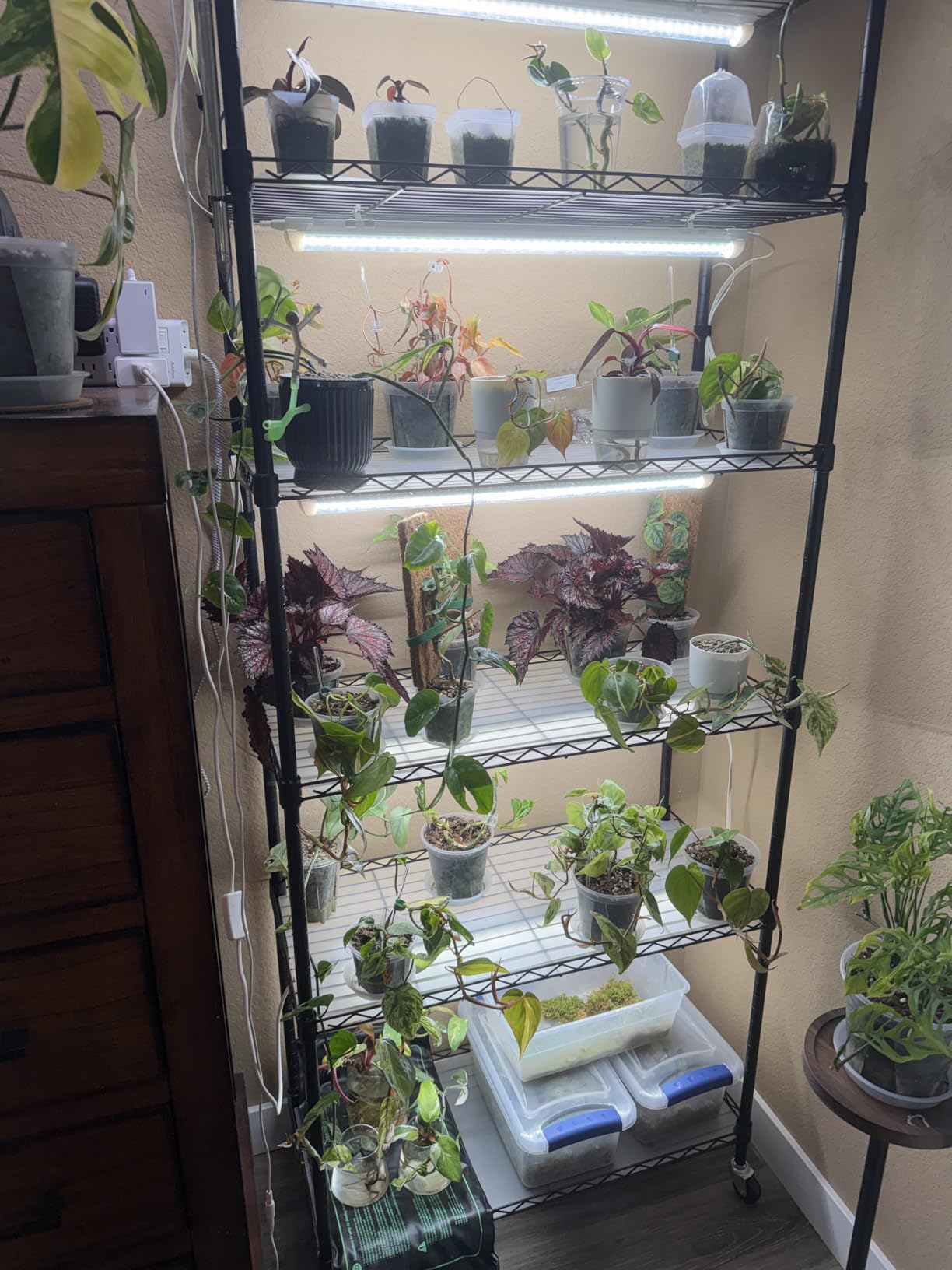 Barrina CX2 Plant Stand with Grow Lights, 6-Tier, 150W, 29.5x13.8x71IN | 5PCS 2FT Full Spectrum Plant Lights, Metal Plant Shelf Display Rack, 3 Adjustable Spectrum, Timer, Wheel, for Seed Starting customer photo 2