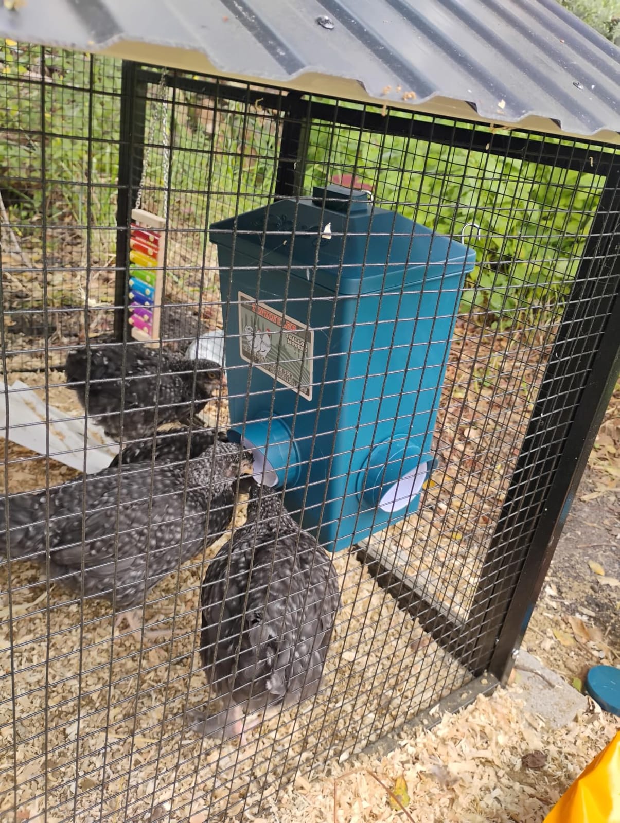Automatic Port Chicken Feeder and Cup Waterer Set | Chicken Coop Accessories, No Waste Poultry Feeder, 3 Gallon/16 Pounds customer photo 1