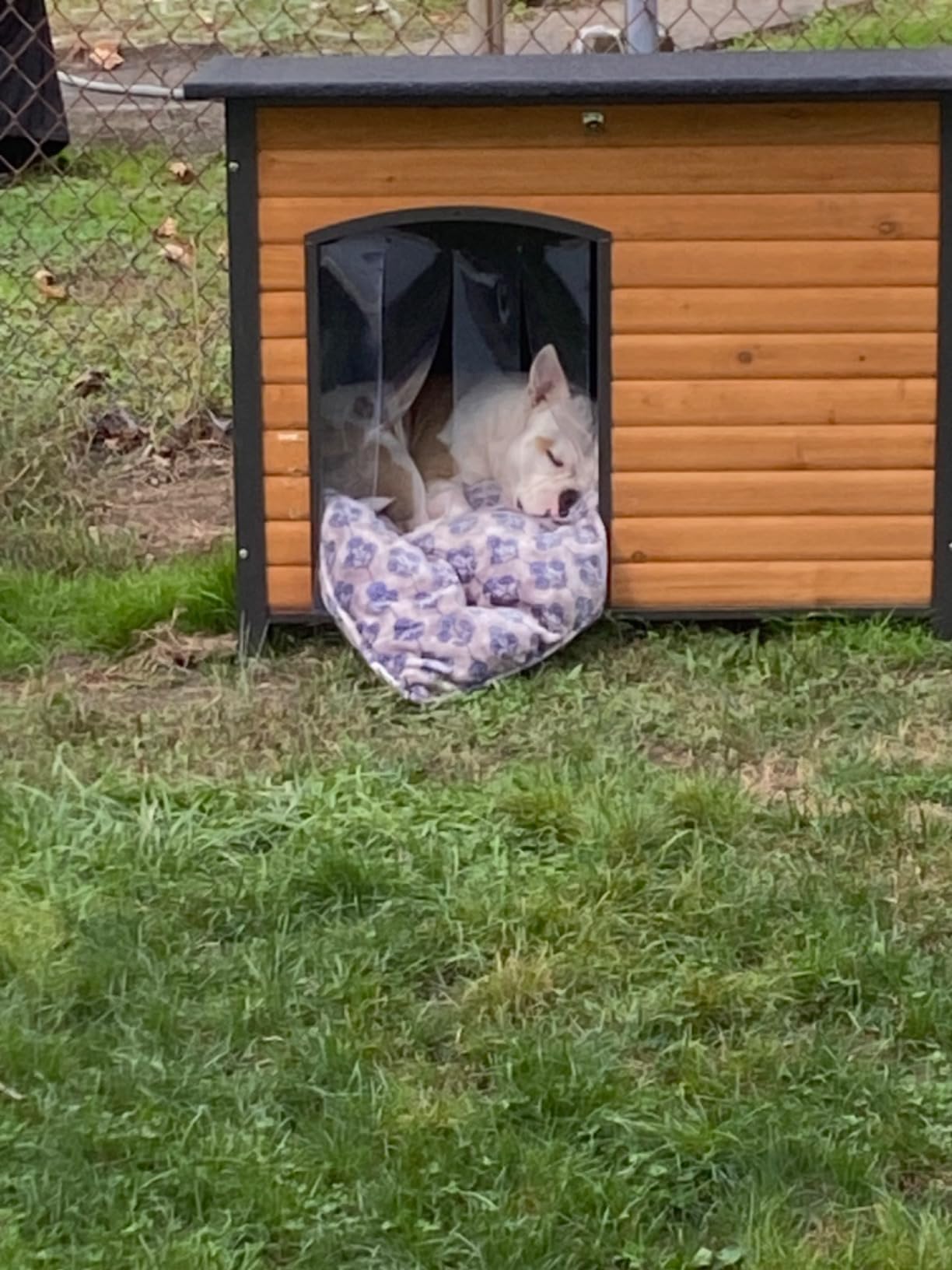 Aivituvin Heated Dog House Outdoor & Indoor Dog Kennel with Insulated Liner & Heating System for Winter Waterproof Large Dog Cage for Small & Medium & Large Dogs,Unique All-Around Iron Frame customer photo 2
